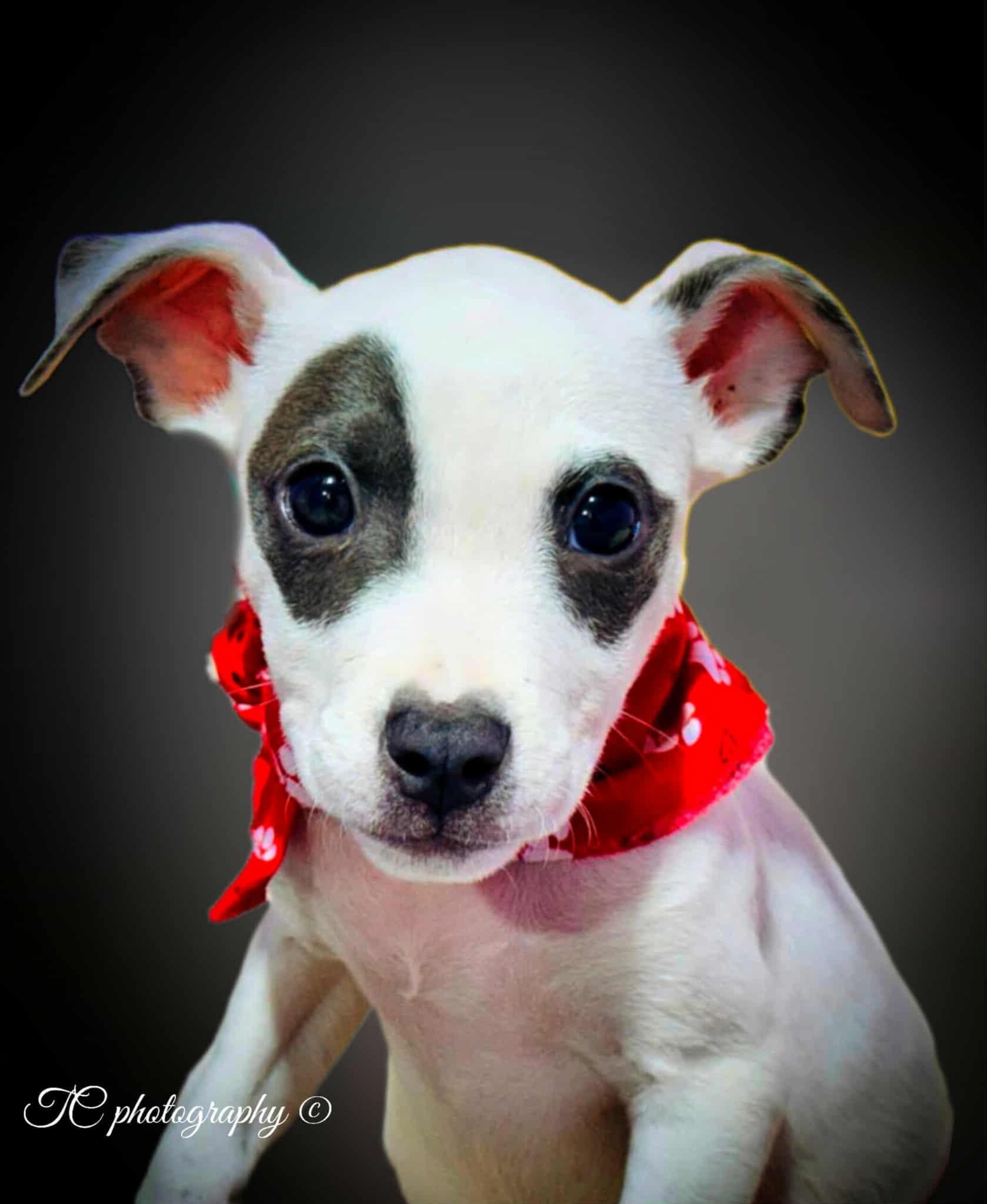 Darla
