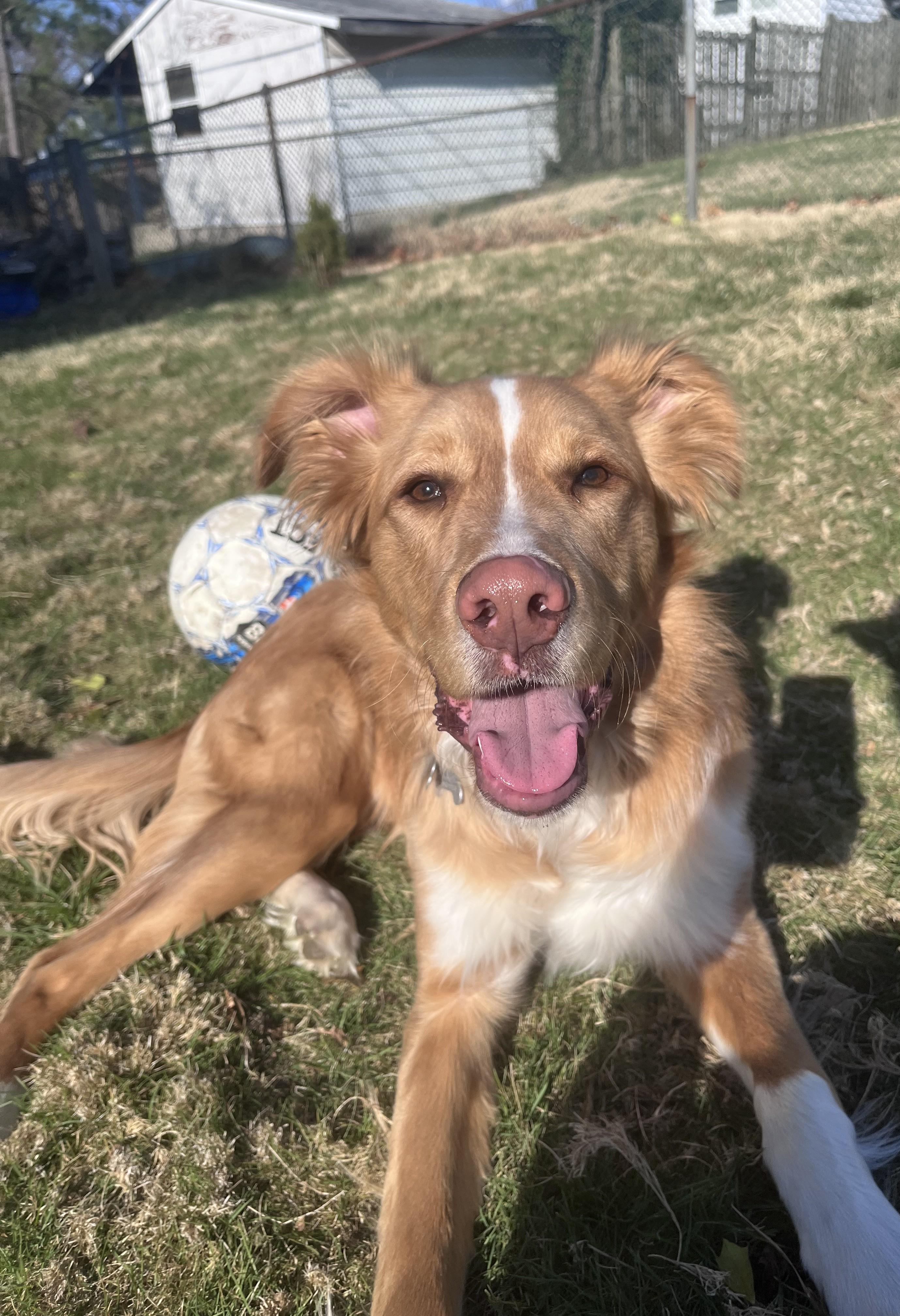 Enlarge Hank, a Adoptable mixed breed in Falls Church, VA image 3/4