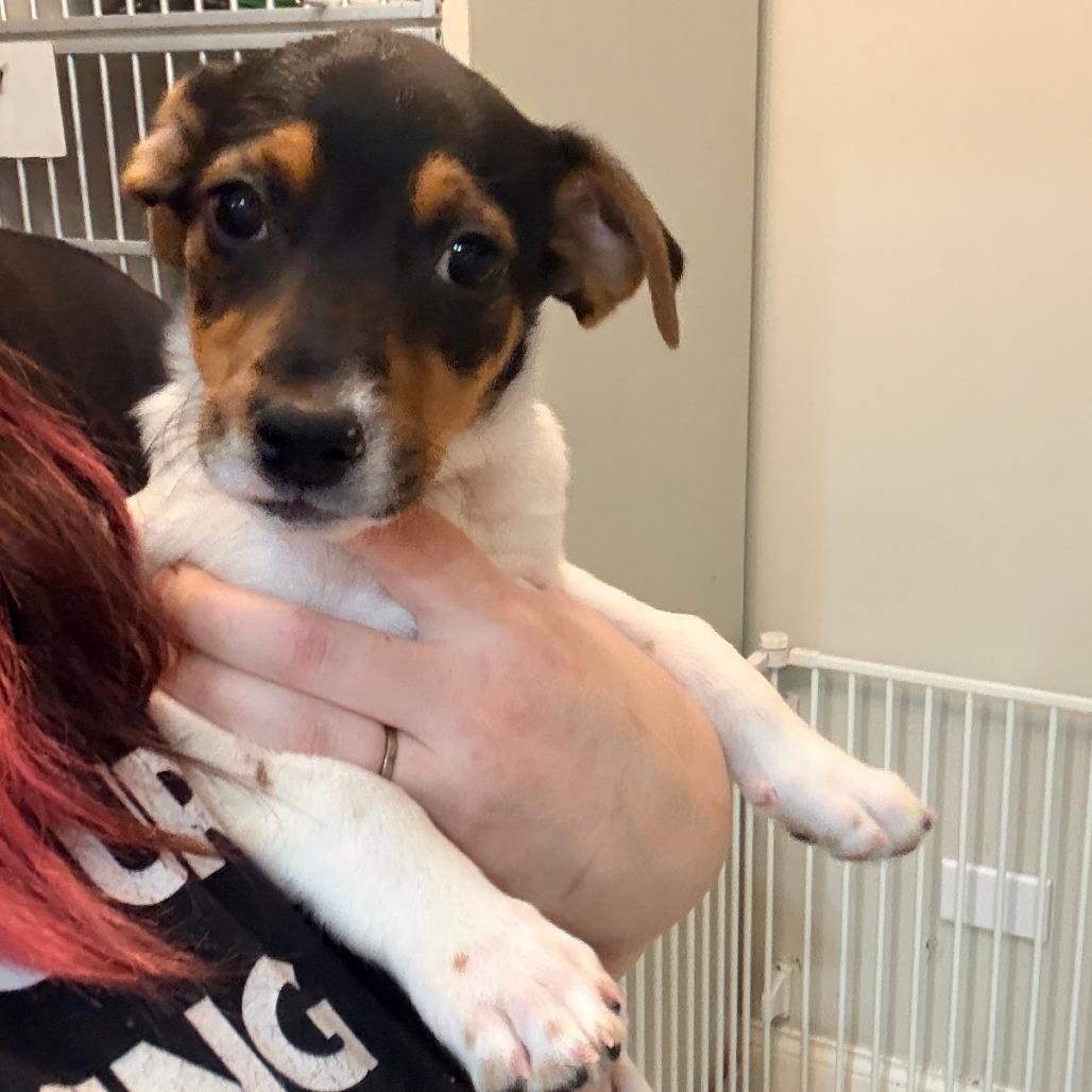 Enlarge Hilary Duff, an adopted Beagle in Chicago, IL image 3/4