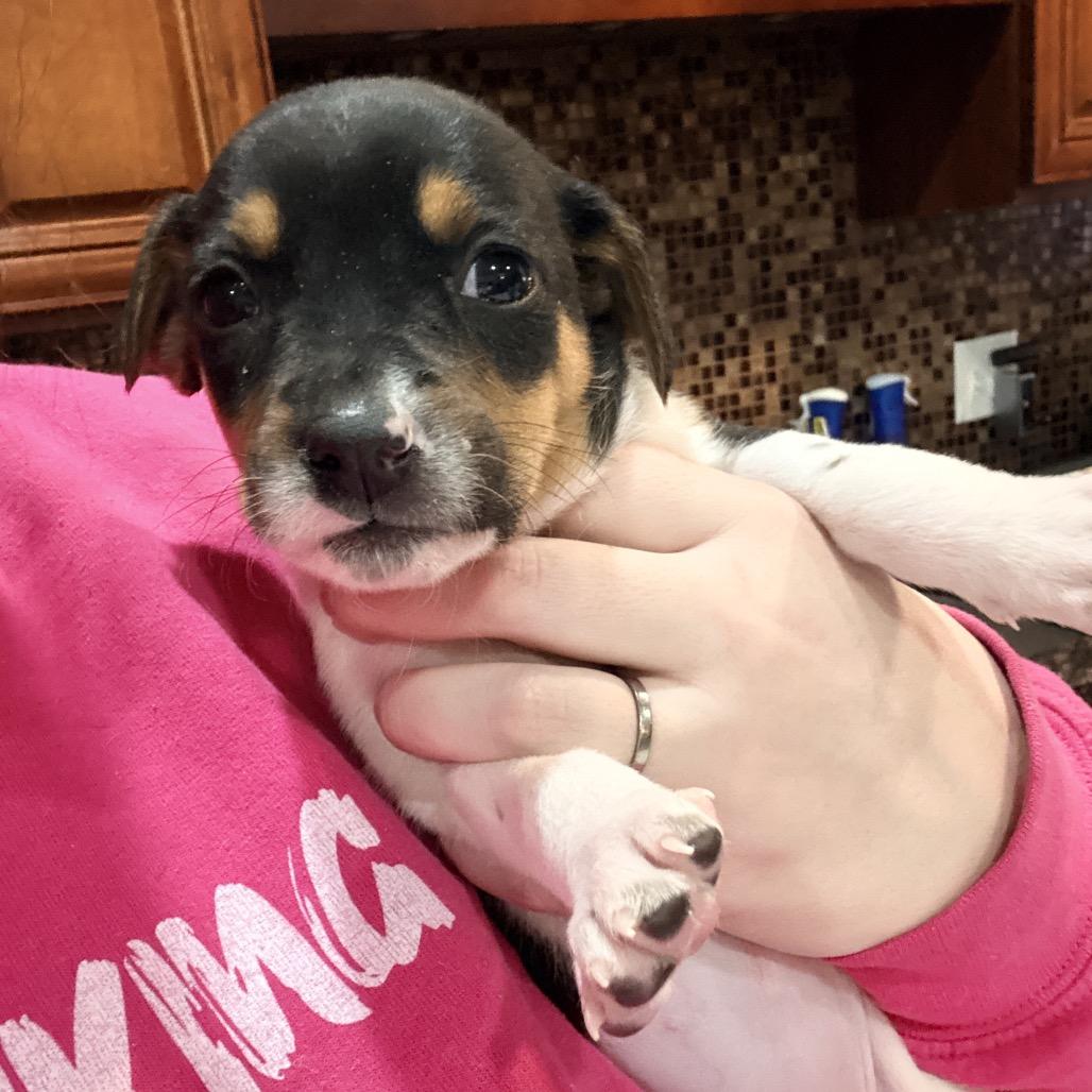 Enlarge Hilary Duff, an adopted Beagle in Chicago, IL image 4/4