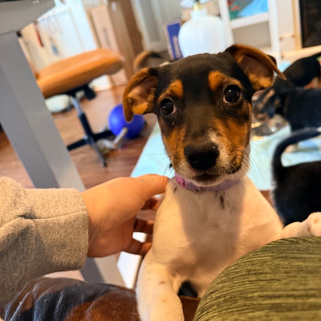 Enlarge Hilary Duff, an adopted Beagle in Chicago, IL image 2/4