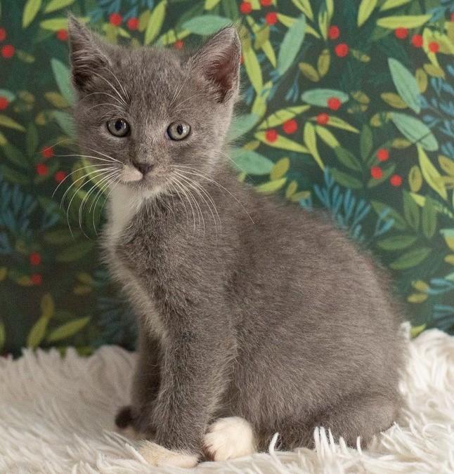 Cashew, a Adopted Domestic Short Hair in Alvin, TX image 5/5