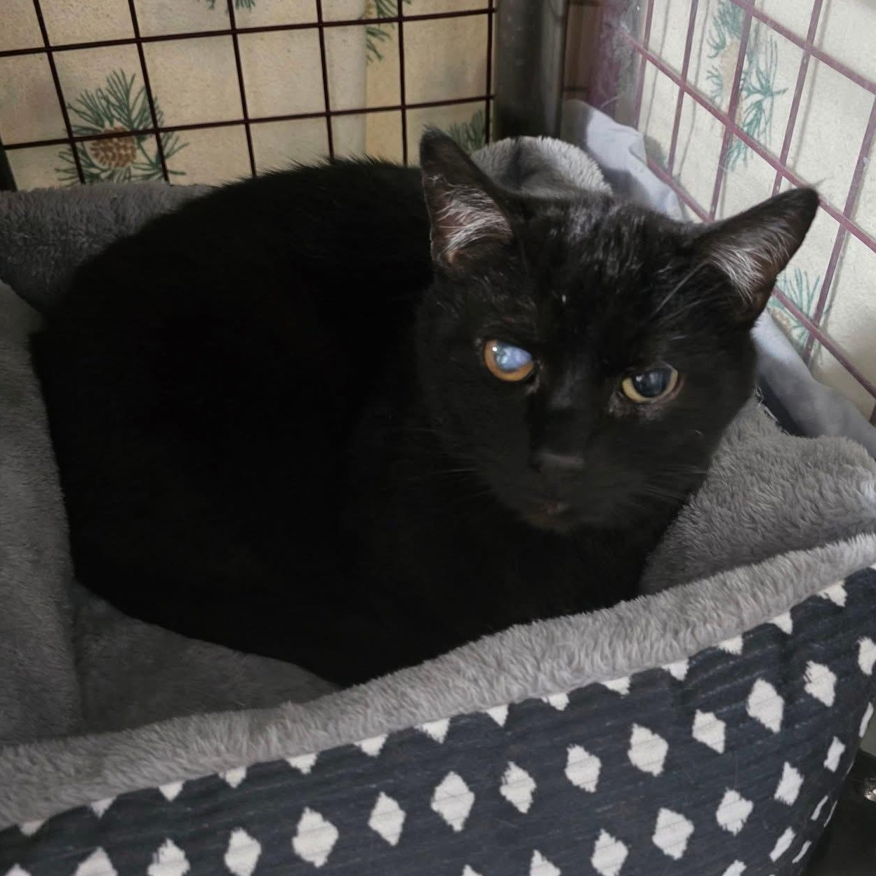 Vladimir, Adoptable, Adult Male Domestic Short Hair.