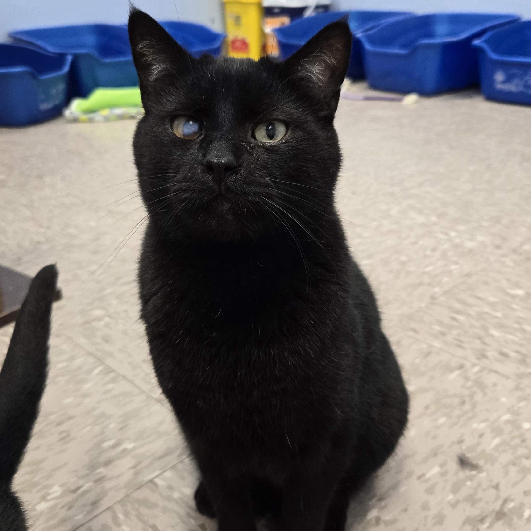 Enlarge Vladimir, a Adoptable Domestic Short Hair in Grand Rapids, MI image 1/6