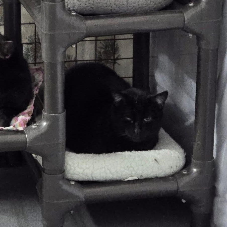 Enlarge Vladimir, a Adoptable Domestic Short Hair in Grand Rapids, MI image 4/6