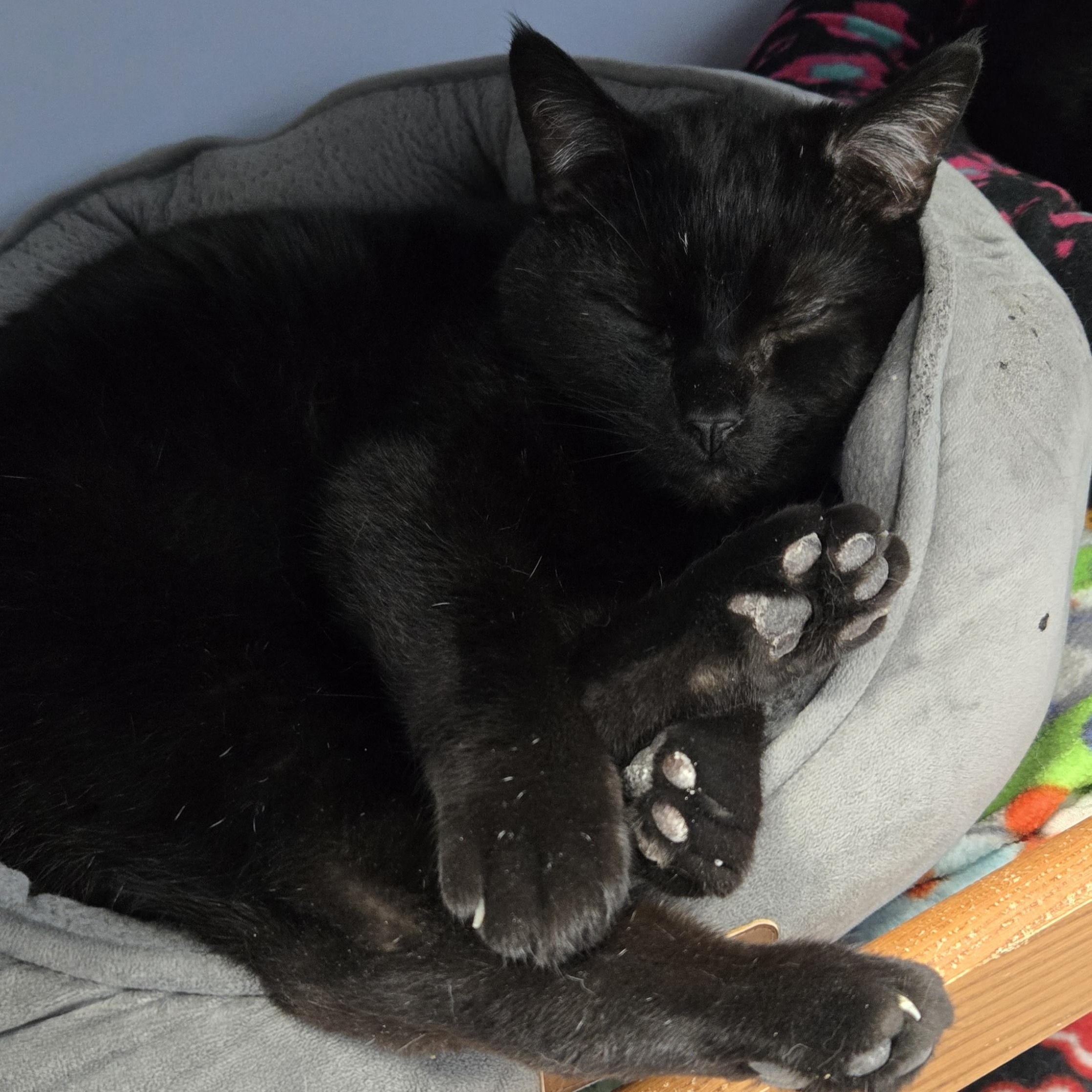 Enlarge Vladimir, a Adoptable Domestic Short Hair in Grand Rapids, MI image 2/6