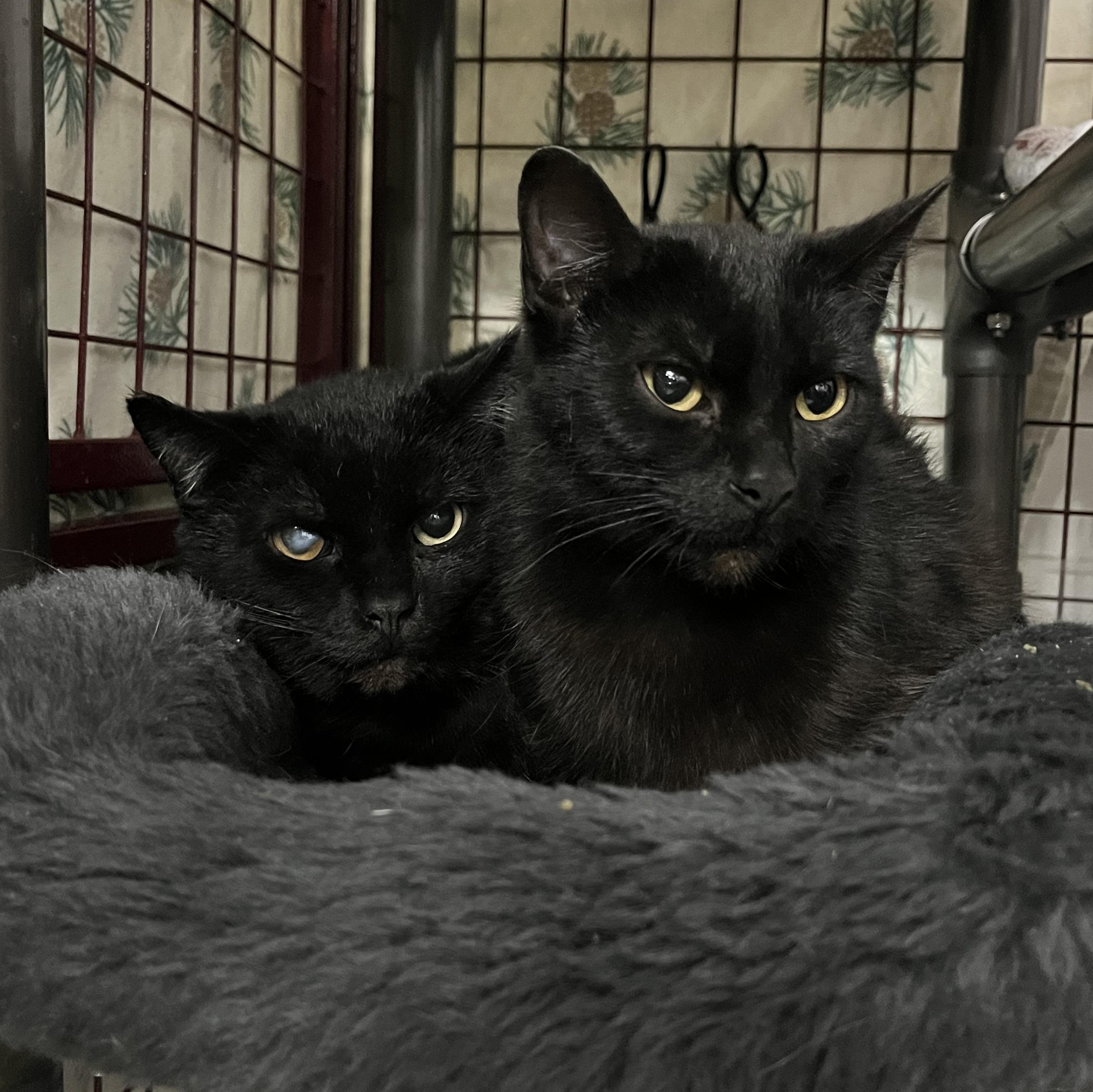 Enlarge Vladimir, a Adoptable Domestic Short Hair in Grand Rapids, MI image 6/6