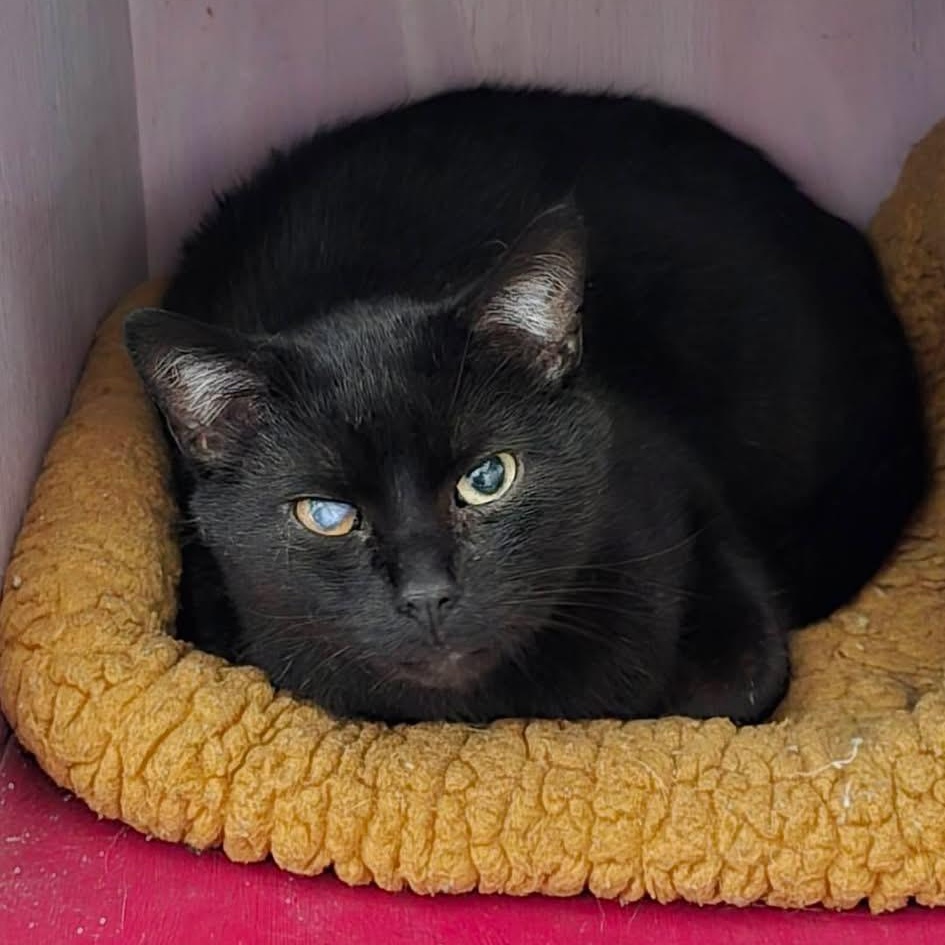 Enlarge Vladimir, a Adoptable Domestic Short Hair in Grand Rapids, MI image 5/6