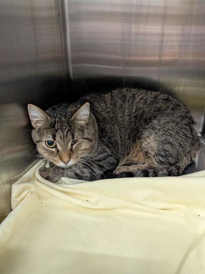 Clover, Adoptable, Adult Male Domestic Short Hair & Domestic Short Hair.