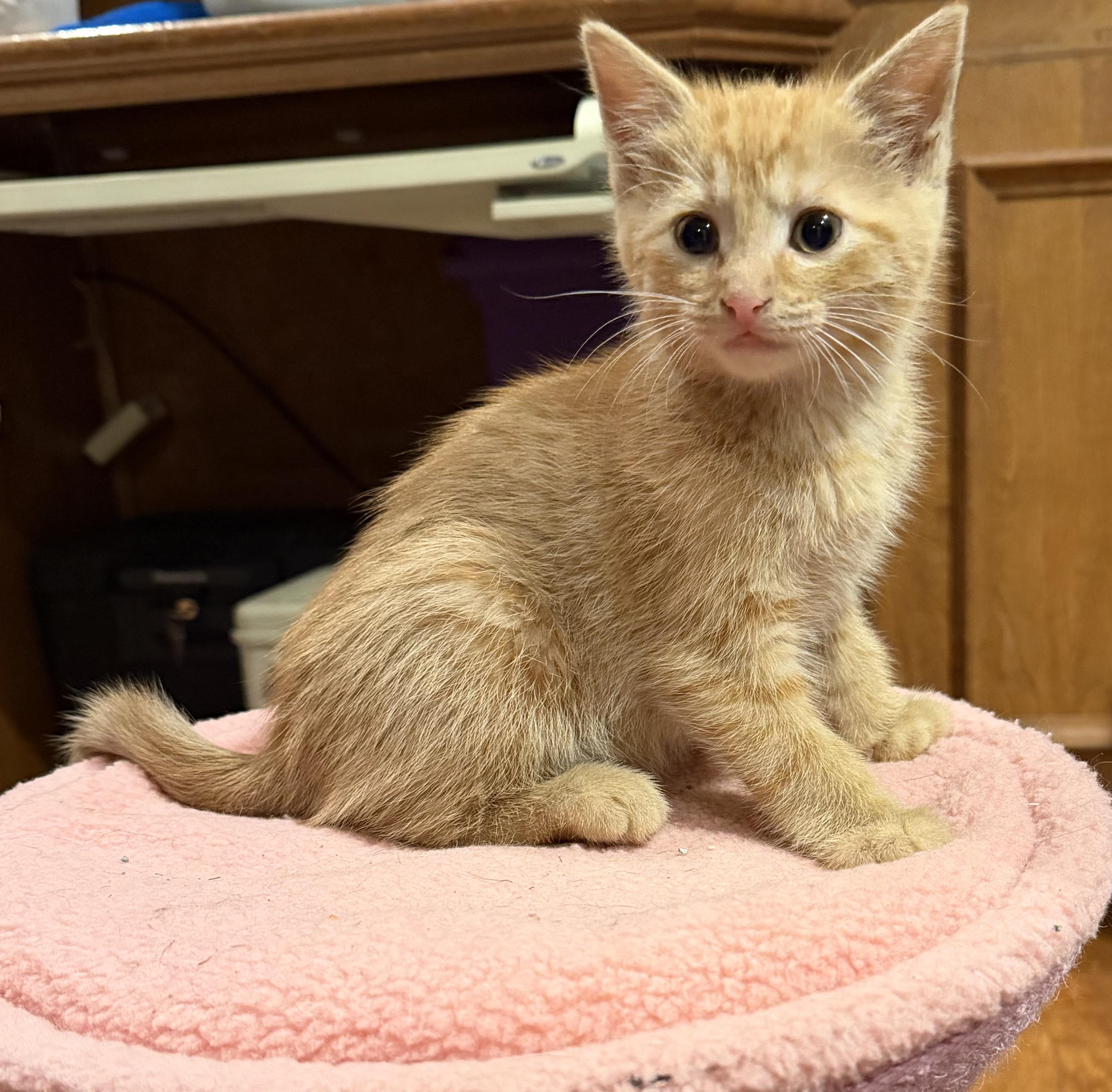 Enlarge Richmond , a ADOPTABLE Domestic Short Hair in Williamsville, NY image 2/2
