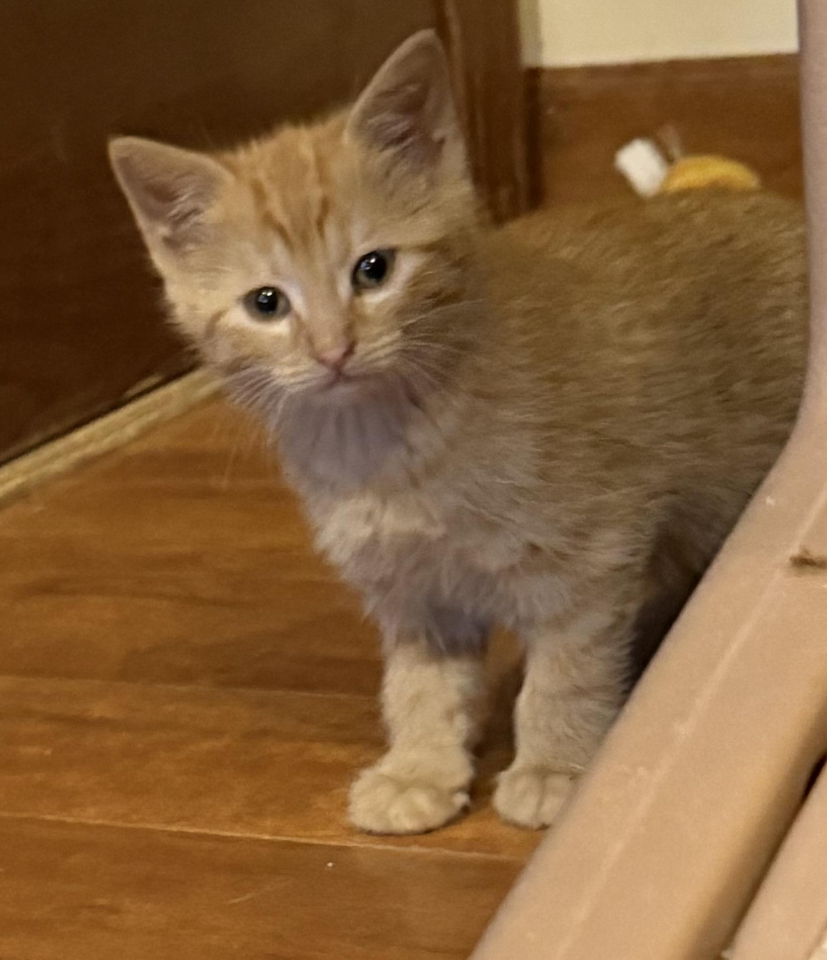Enlarge Richmond , a ADOPTABLE Domestic Short Hair in Williamsville, NY image 1/2