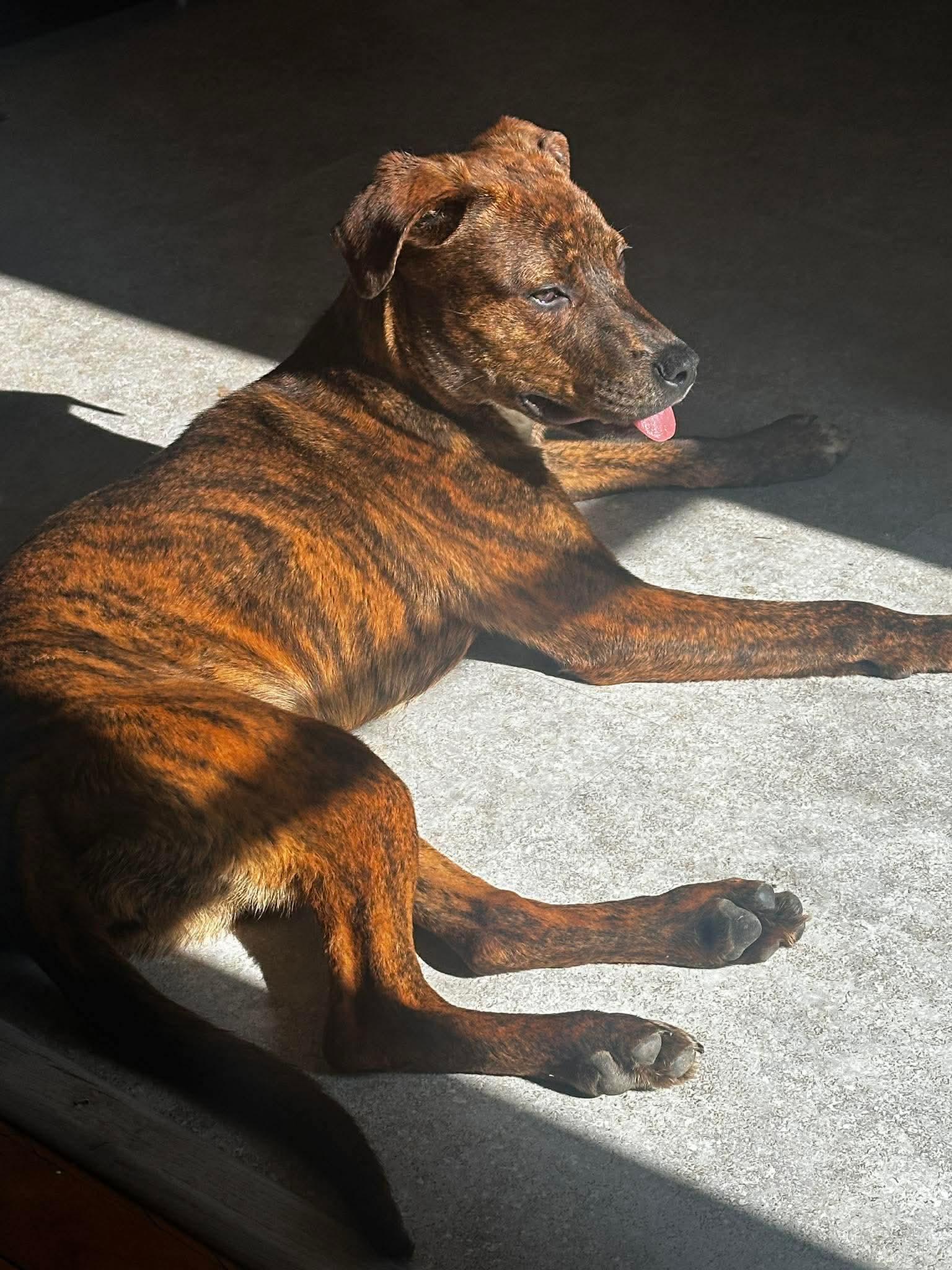  Venus, ADOPTABLE, Young Female Mixed Breed.