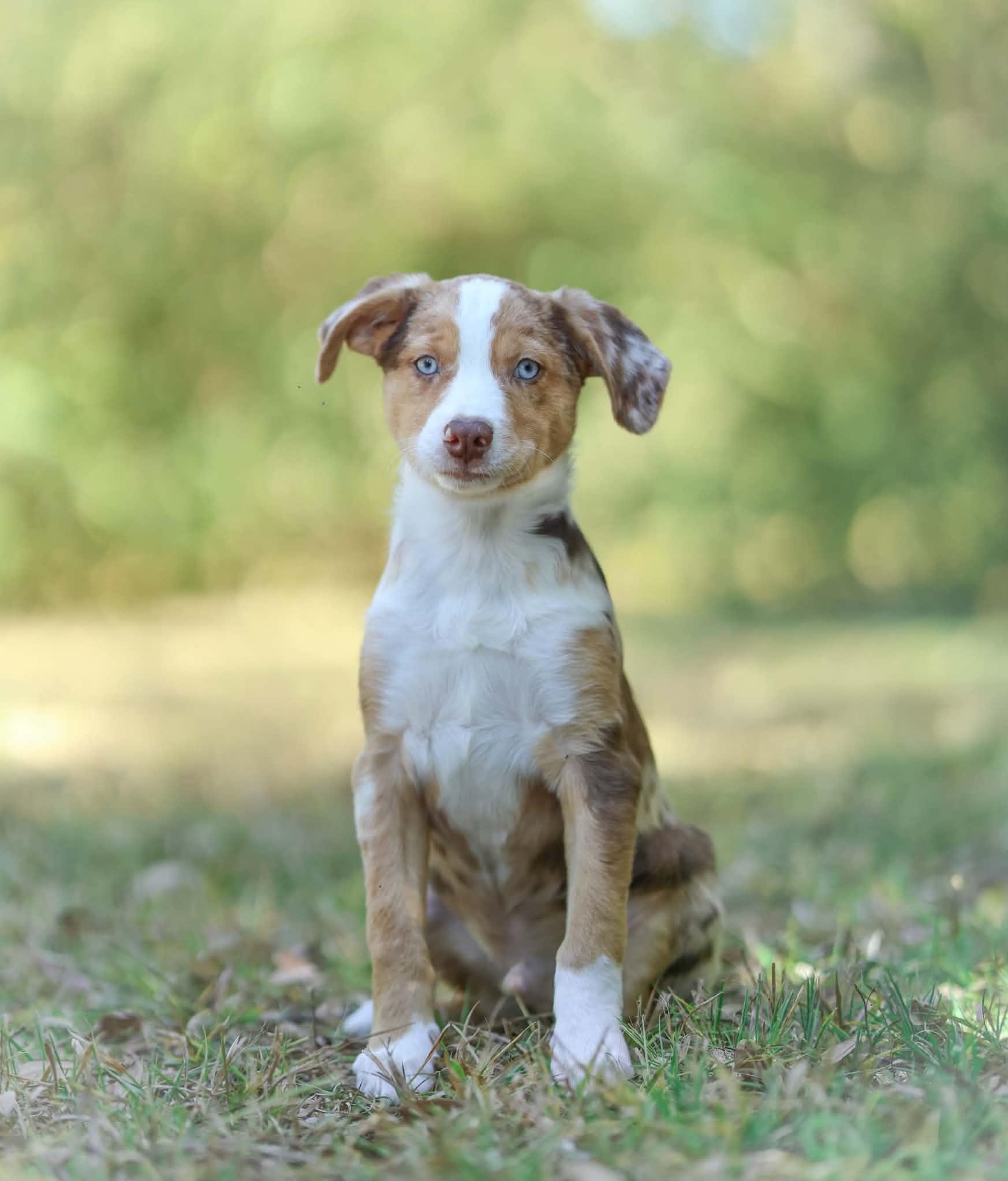 Clyde, Adoptable, Puppy Male Aussiedoodle.