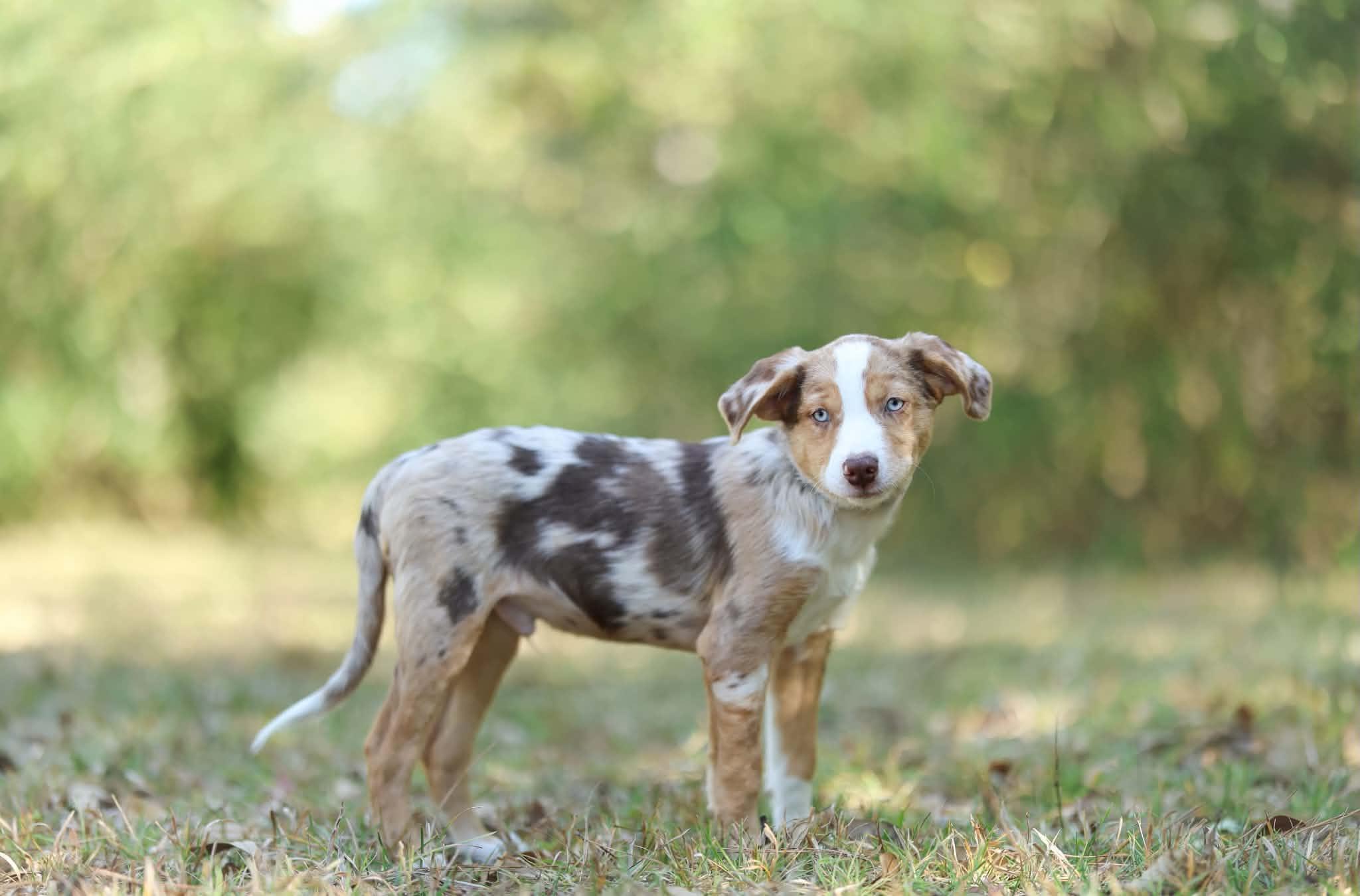 Enlarge Clyde, a Adoptable mixed breed in Brattleboro, VT image 4/5