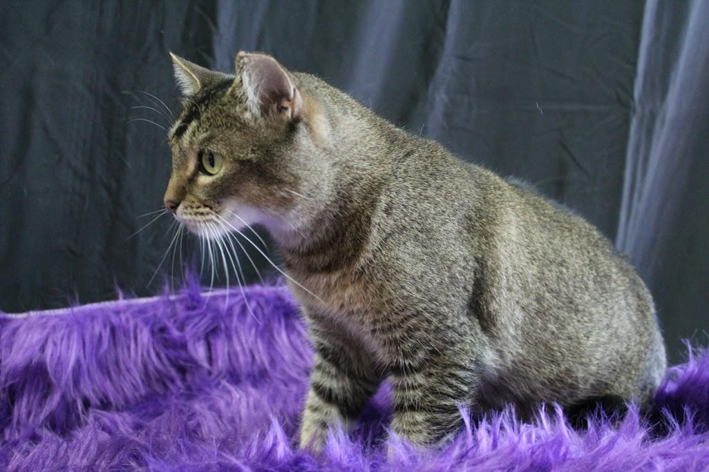 Skibidi, a Adoptable Abyssinian in Yuma, AZ image 2/2