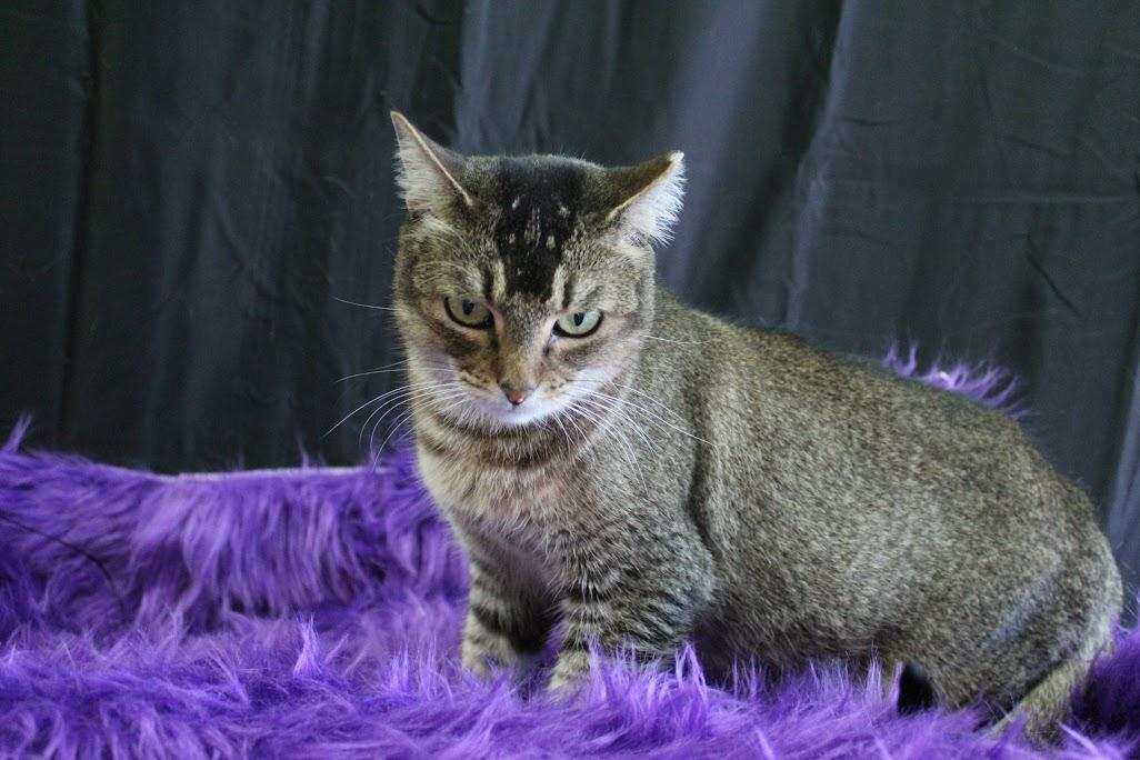 Skibidi, a Adoptable Abyssinian in Yuma, AZ image 1/2