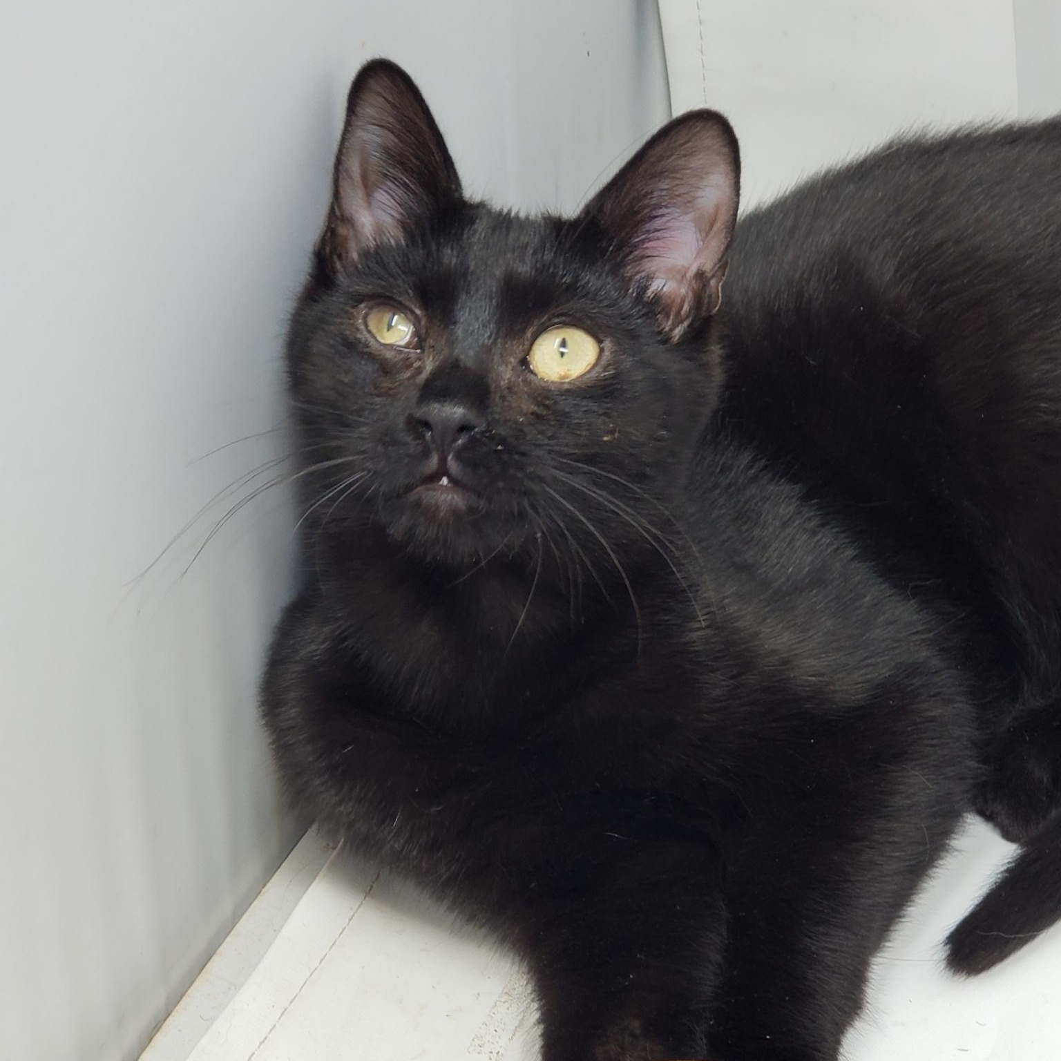 Raymond, Adoptable, Kitten Male Domestic Short Hair.