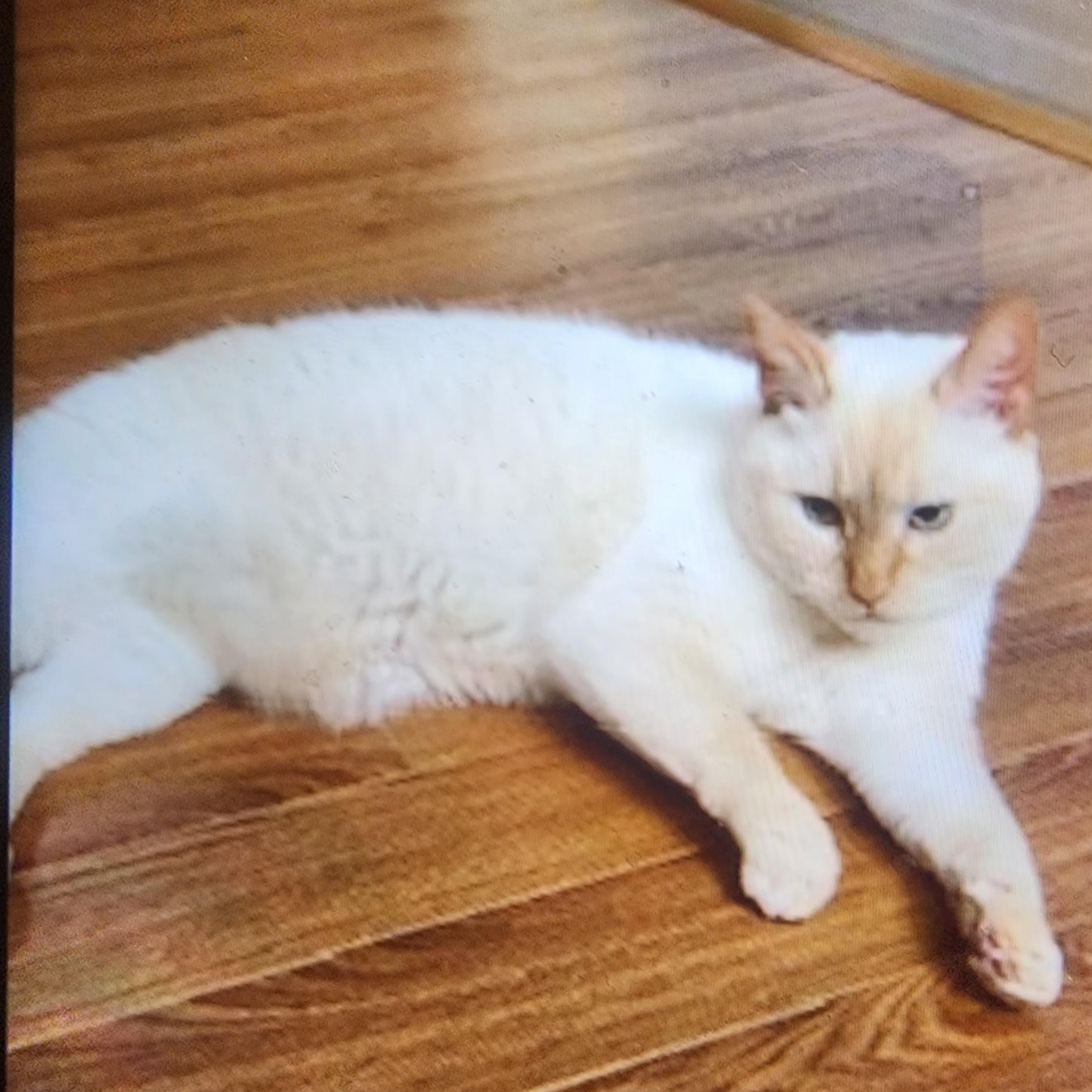 Enlarge Casper & Midnight (bonded pair), a Adoptable Domestic Short Hair in Alexandria, VA image 1/5