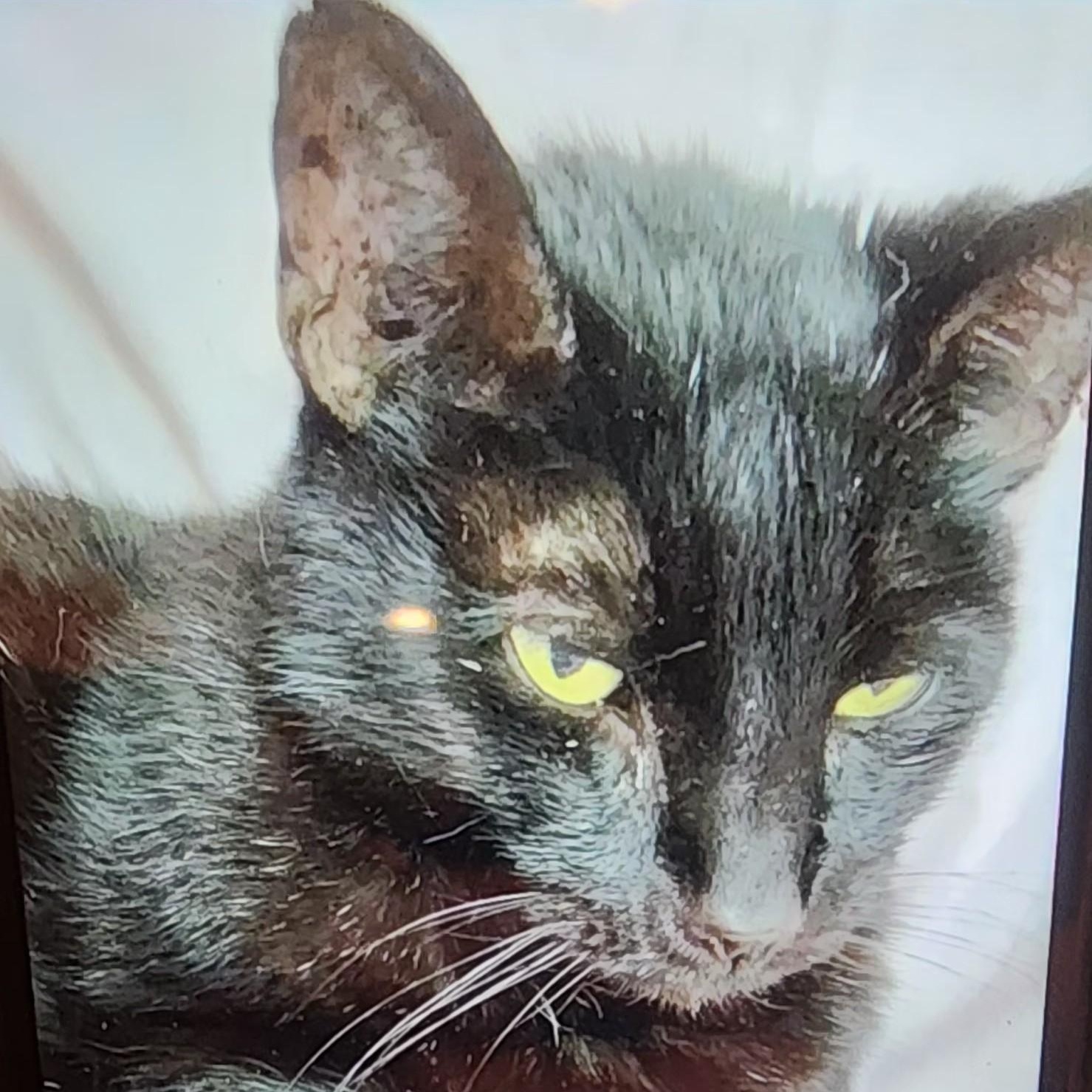 Casper & Midnight (bonded pair) — thumbnail 2