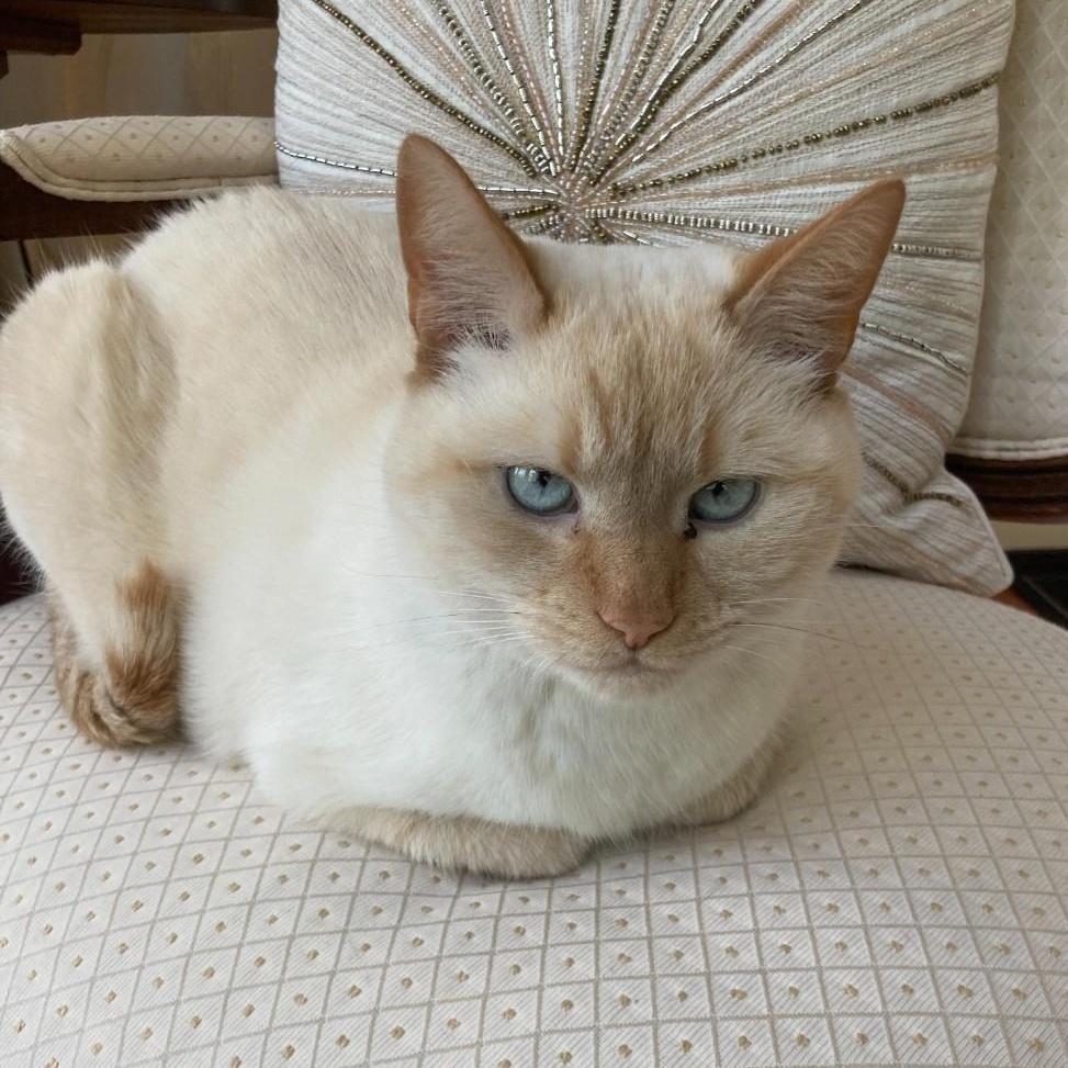 Enlarge Casper & Midnight (bonded pair), a Adoptable Domestic Short Hair in Alexandria, VA image 3/5