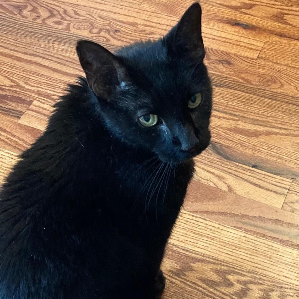 Casper & Midnight (bonded pair) — thumbnail 5