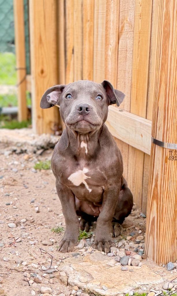 Enlarge Lark, a Adoptable Mixed Breed in Muskegon, MI image 1/3
