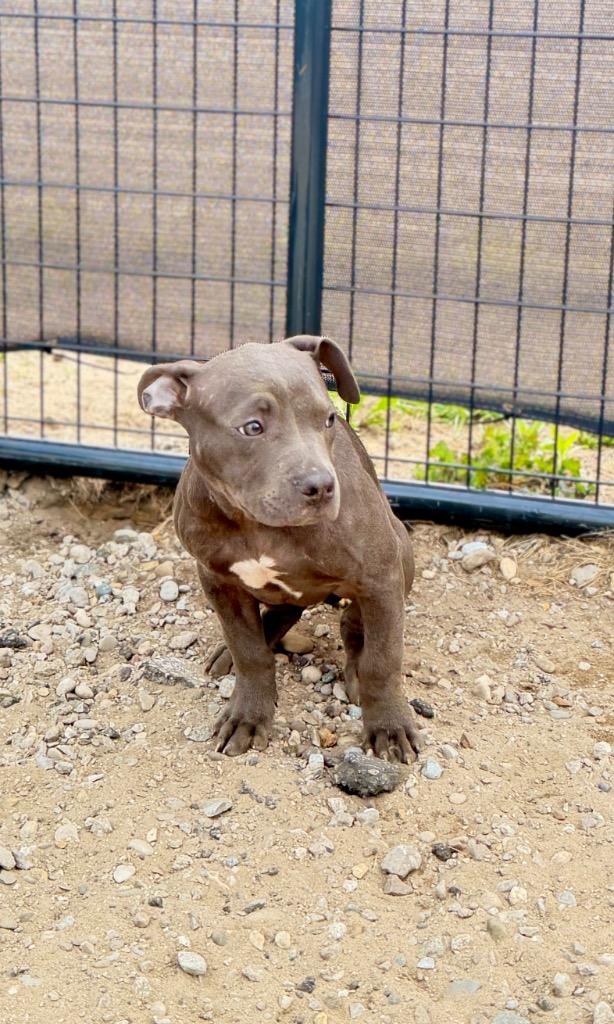 Enlarge Lark, a Adoptable Mixed Breed in Muskegon, MI image 2/3