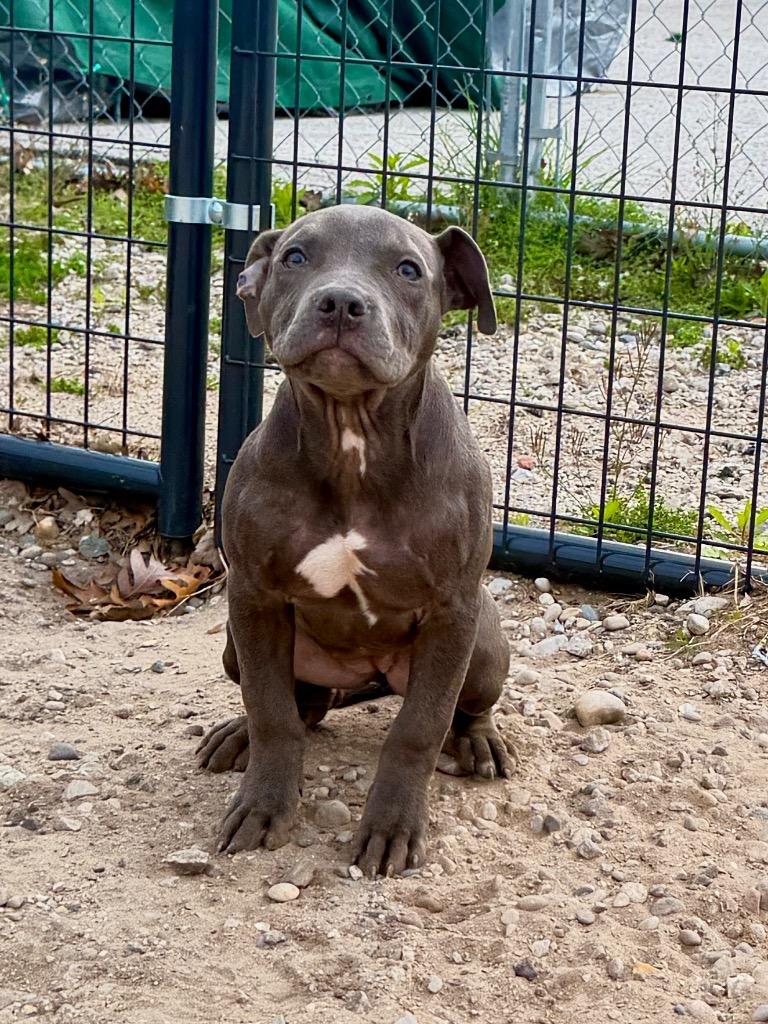 Enlarge Lark, a Adoptable Mixed Breed in Muskegon, MI image 3/3