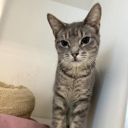 Mars, Adoptable, Adult Male Domestic Short Hair & Domestic Short Hair.