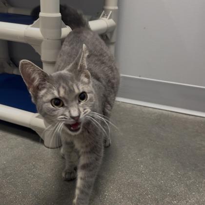 Mars, Adoptable, Adult Male Domestic Short Hair & Domestic Short Hair.