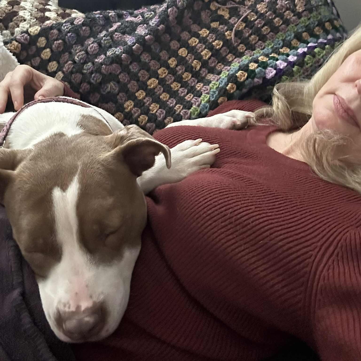 Bambi, a Adoptable Pit Bull Terrier in Chicago, IL image 1/6