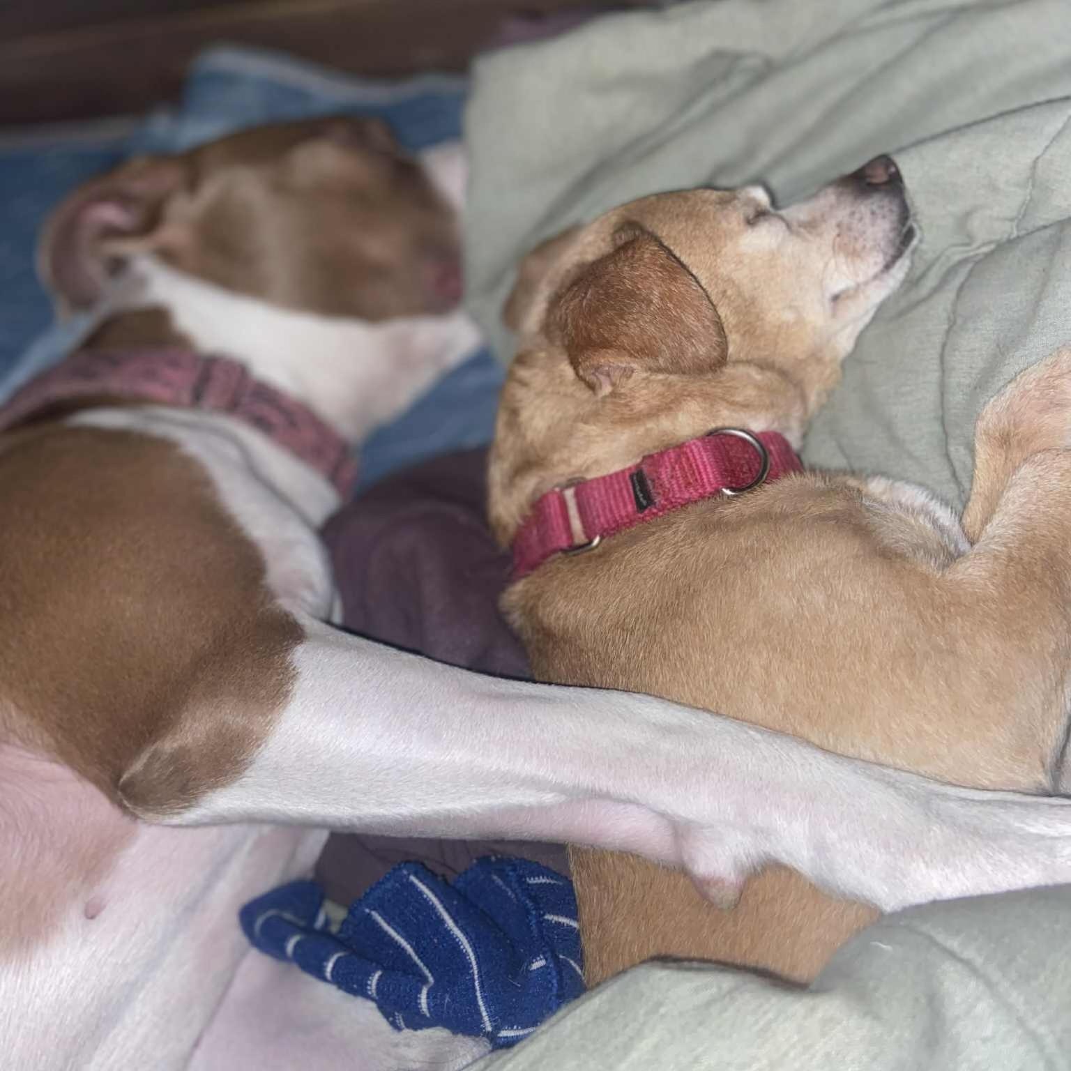 Bambi, a Adoptable Pit Bull Terrier in Chicago, IL image 2/6