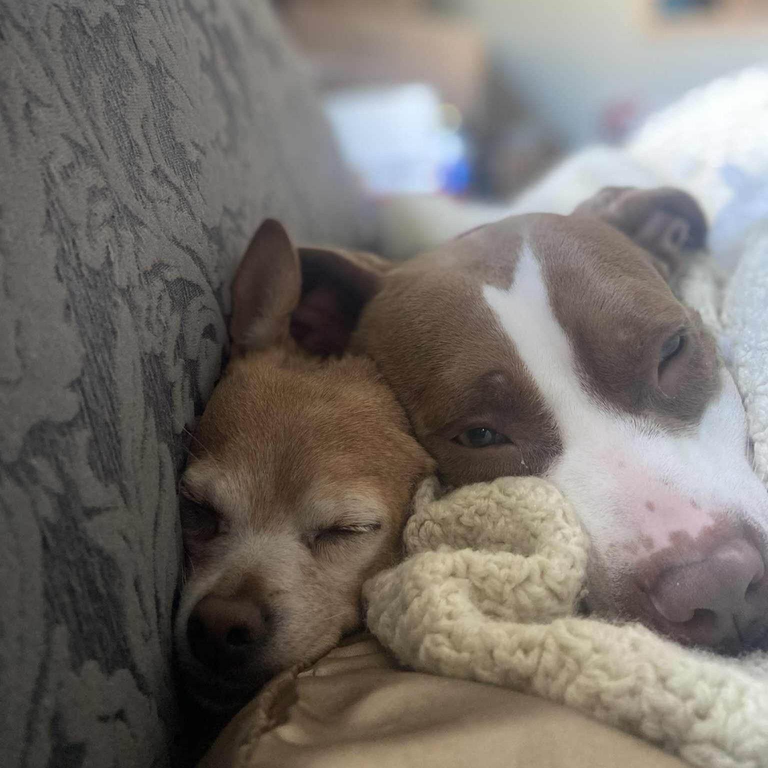 Bambi, a Adoptable Pit Bull Terrier in Chicago, IL image 3/6