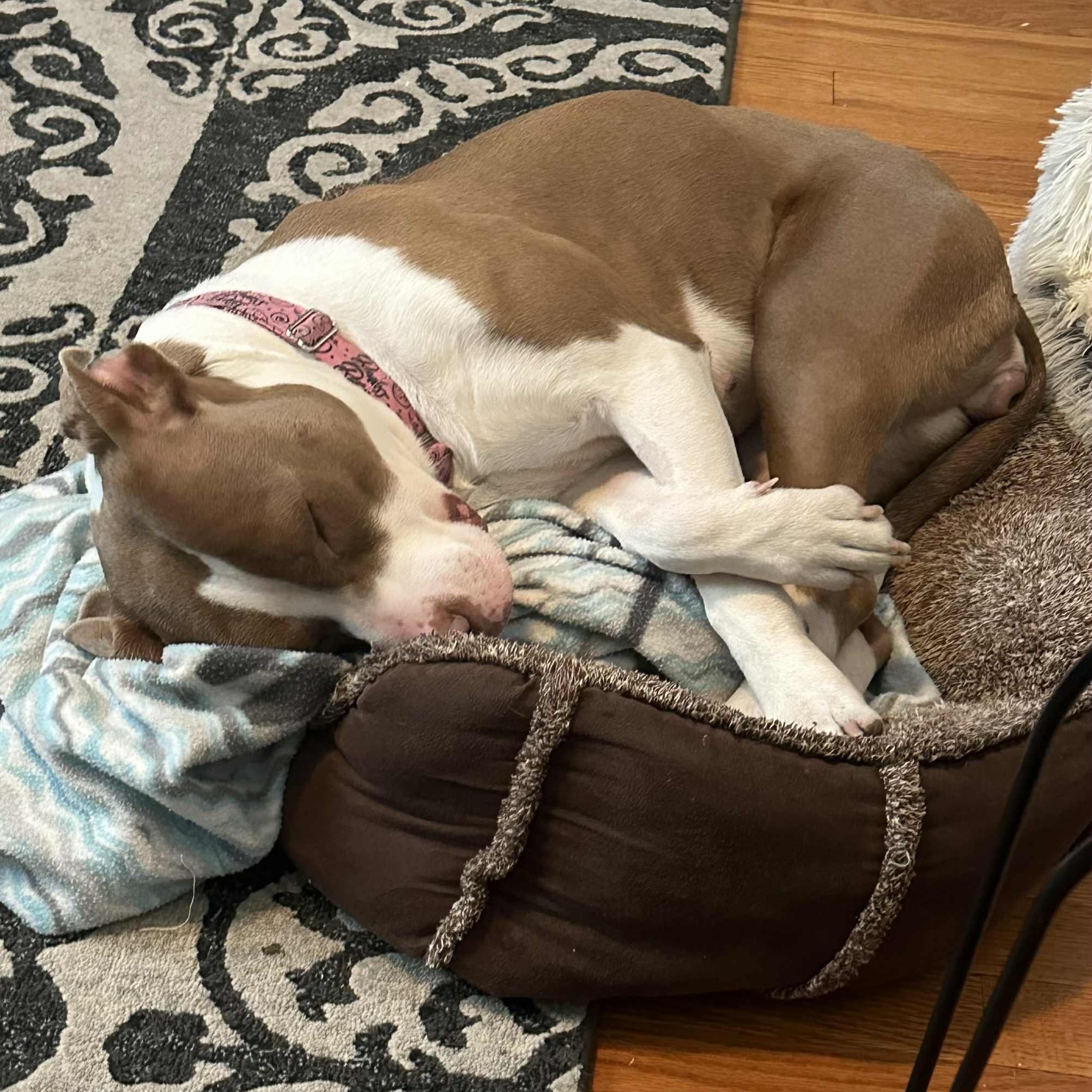 Bambi, a Adoptable Pit Bull Terrier in Chicago, IL image 4/6