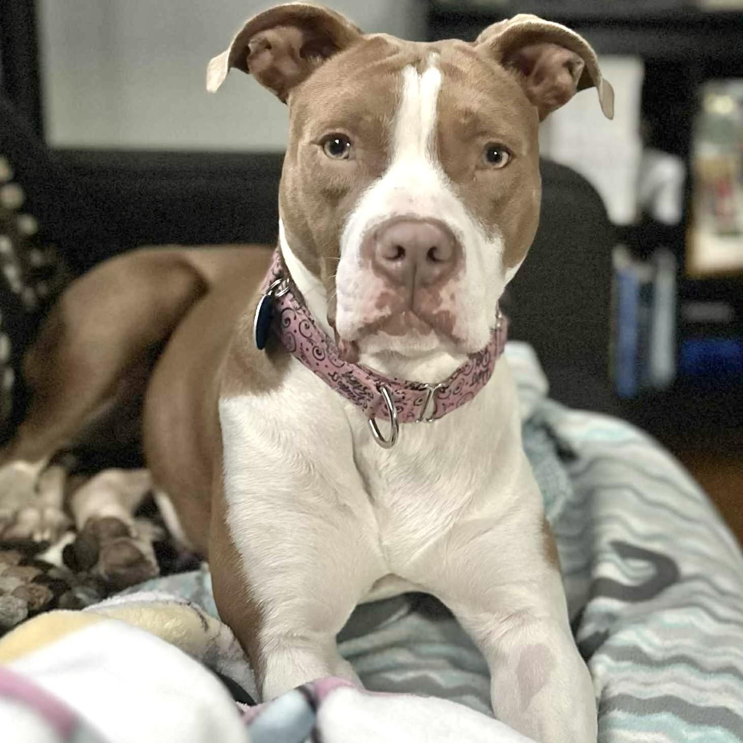 Bambi, a Adoptable Pit Bull Terrier in Chicago, IL image 5/6