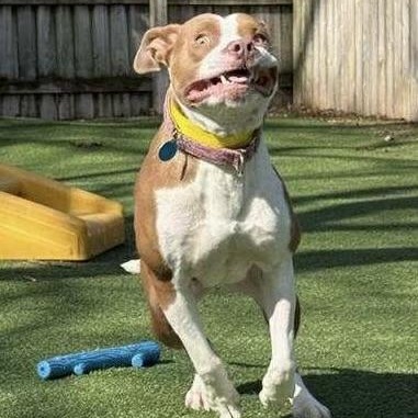 Bambi, a Adoptable Pit Bull Terrier in Chicago, IL image 6/6