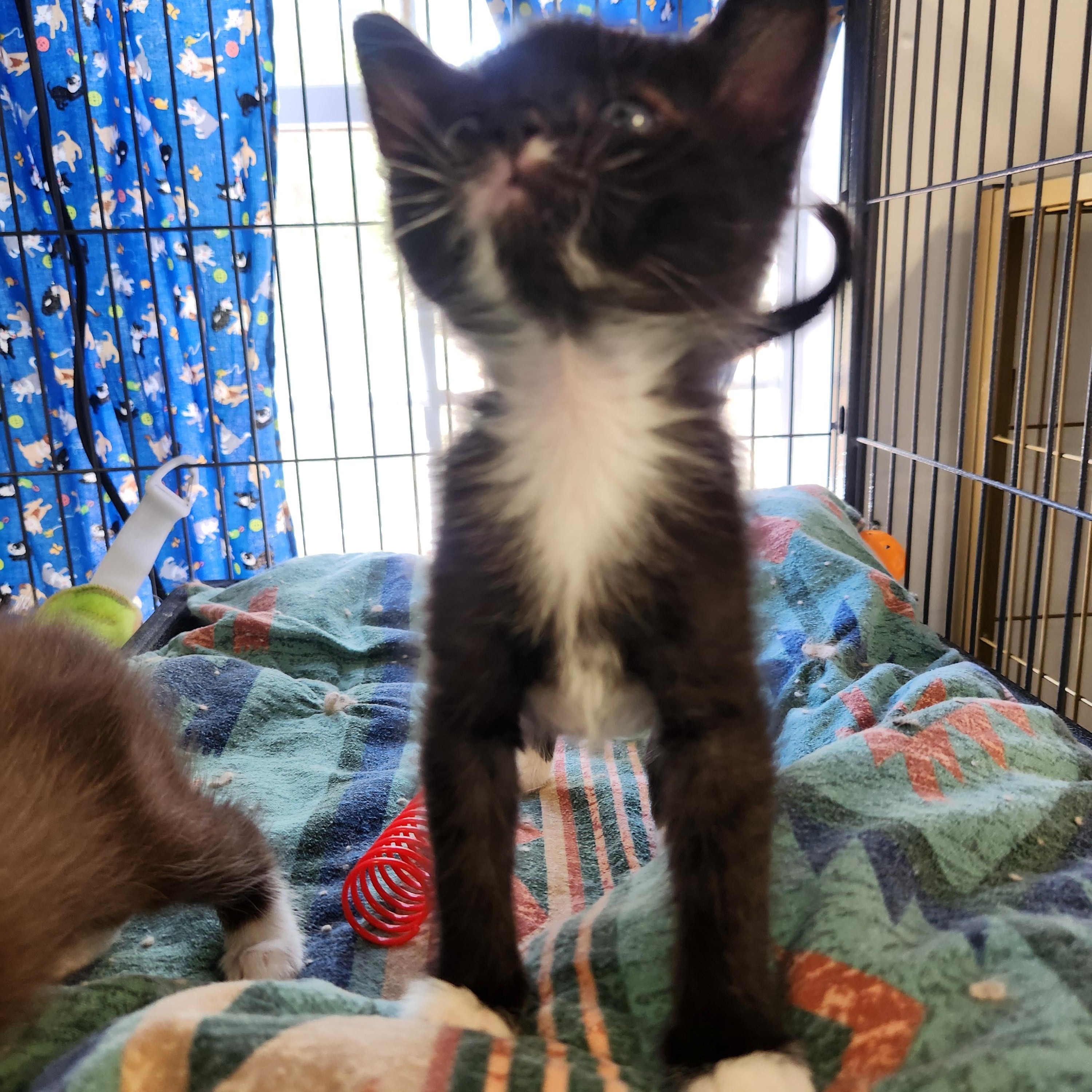 Inky, a ADOPTABLE Domestic Short Hair in Yarnell, AZ image 2/3