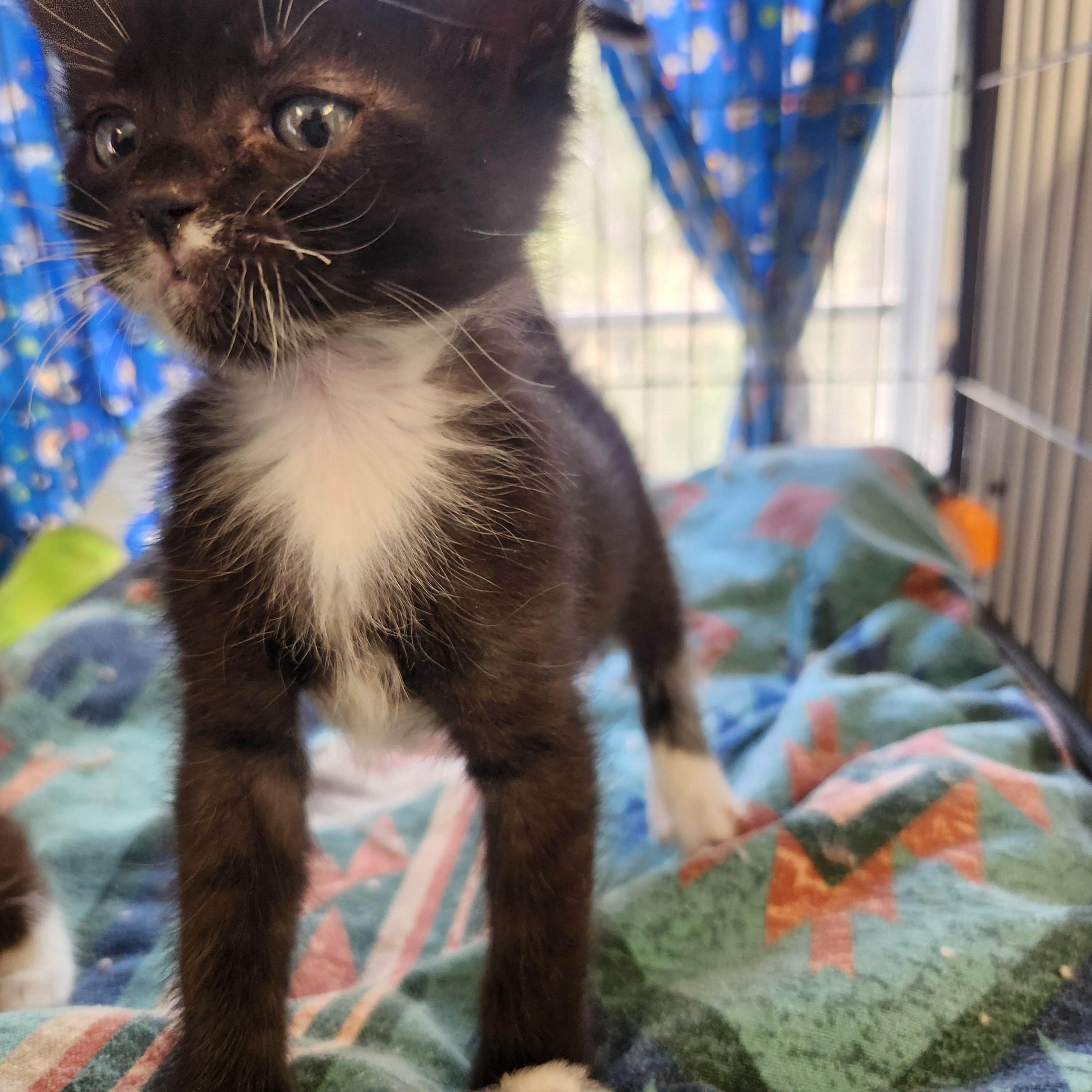 Inky, ADOPTABLE, Kitten Female Domestic Short Hair.