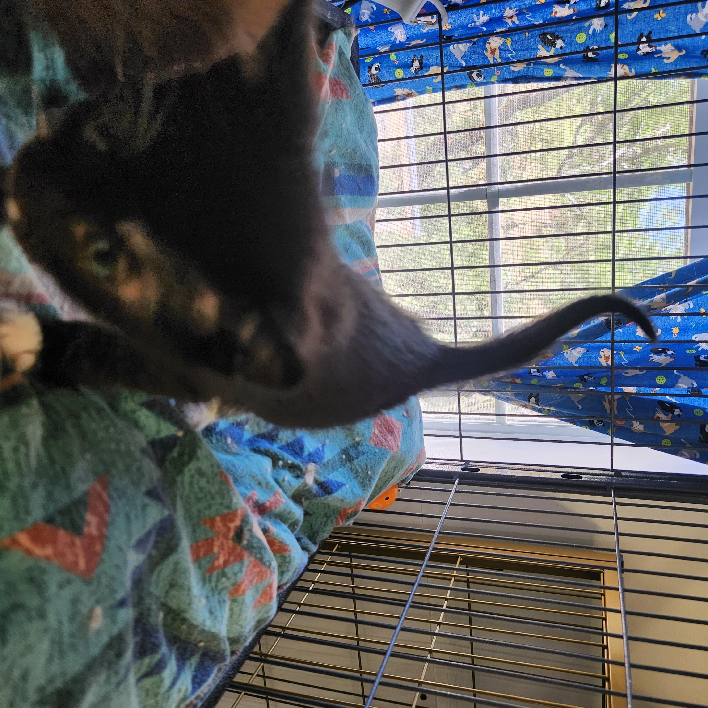 Inky, a ADOPTABLE Domestic Short Hair in Yarnell, AZ image 3/3