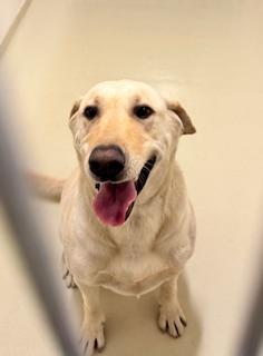 TACO, Adoptable, Adult Male Labrador Retriever.