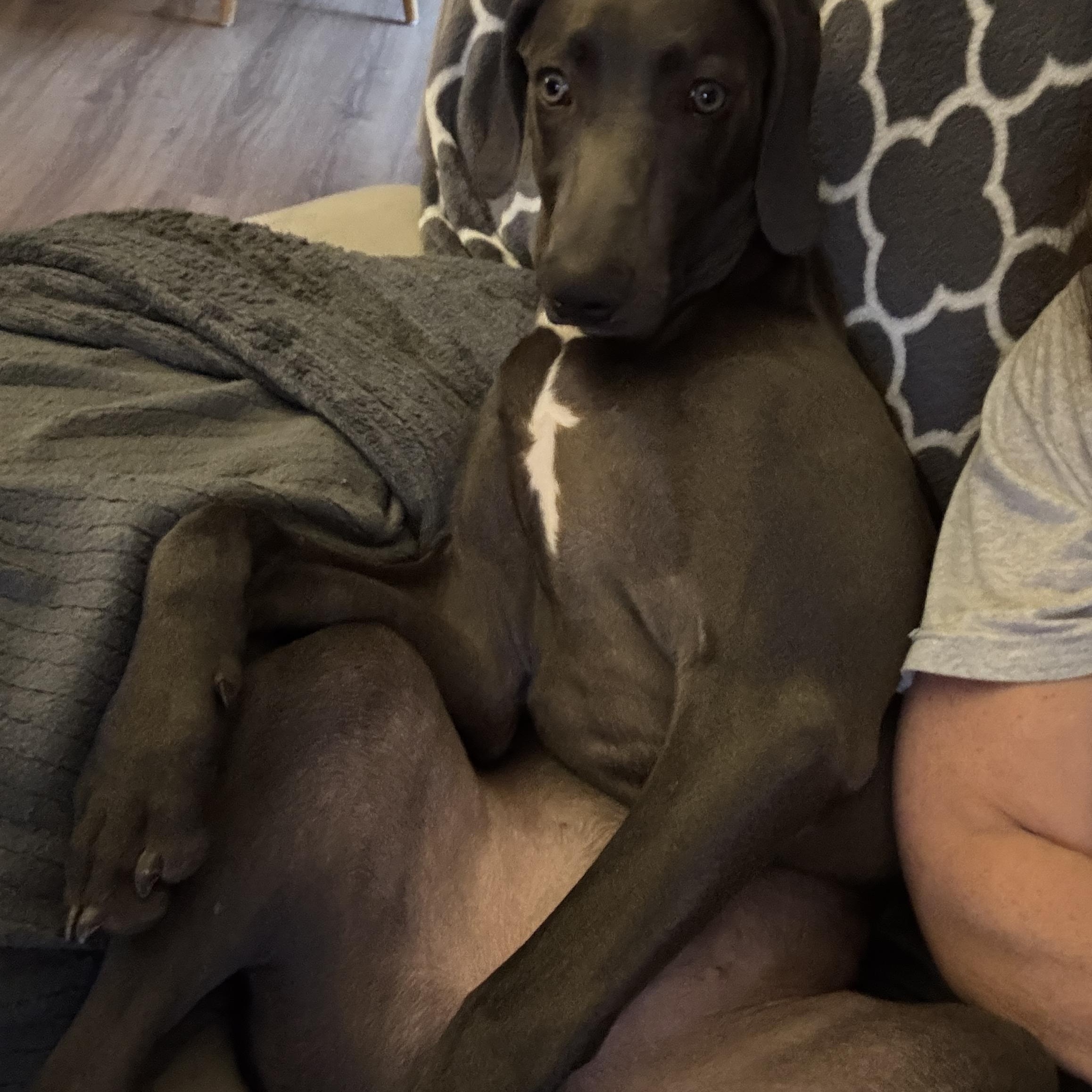 Enlarge Denver, a ADOPTABLE Weimaraner in Jeffersonville, IN image 3/3