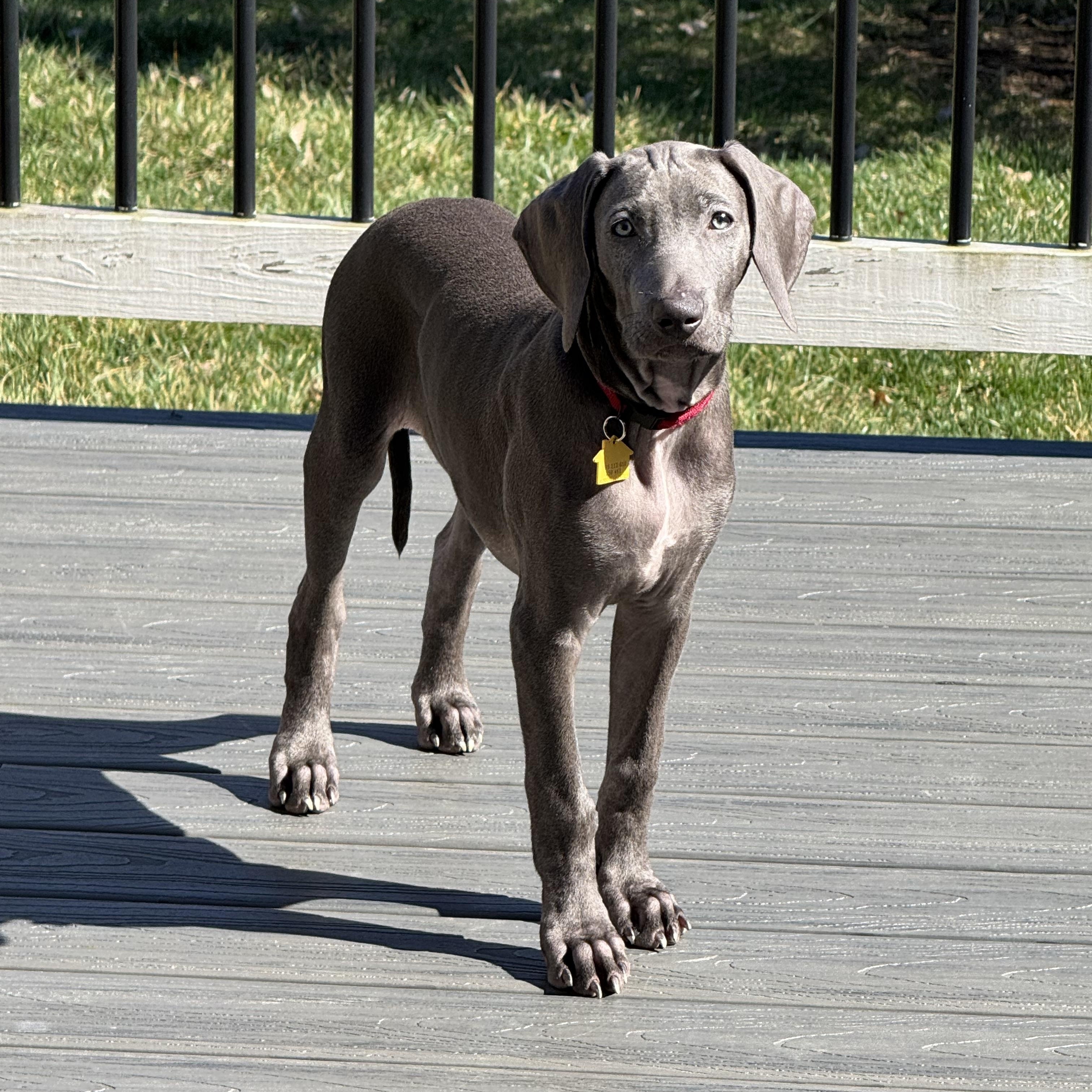 Denver, ADOPTABLE, Young Male Weimaraner.
