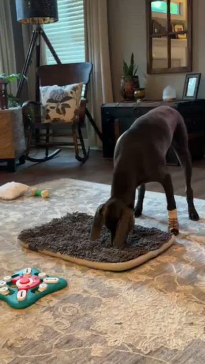 Enlarge Denver, a ADOPTABLE Weimaraner in Jeffersonville, IN video 2/3