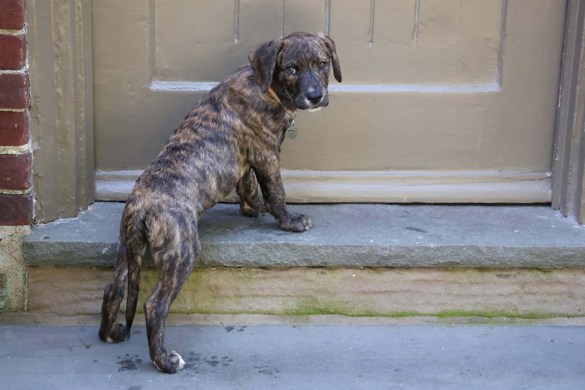Enlarge Zac, a Adopted mixed breed in Hatfield, PA image 5/5