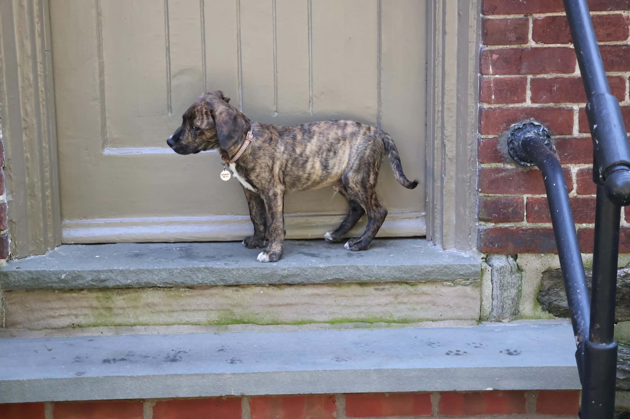 Enlarge Zac, a Adopted mixed breed in Hatfield, PA image 4/5