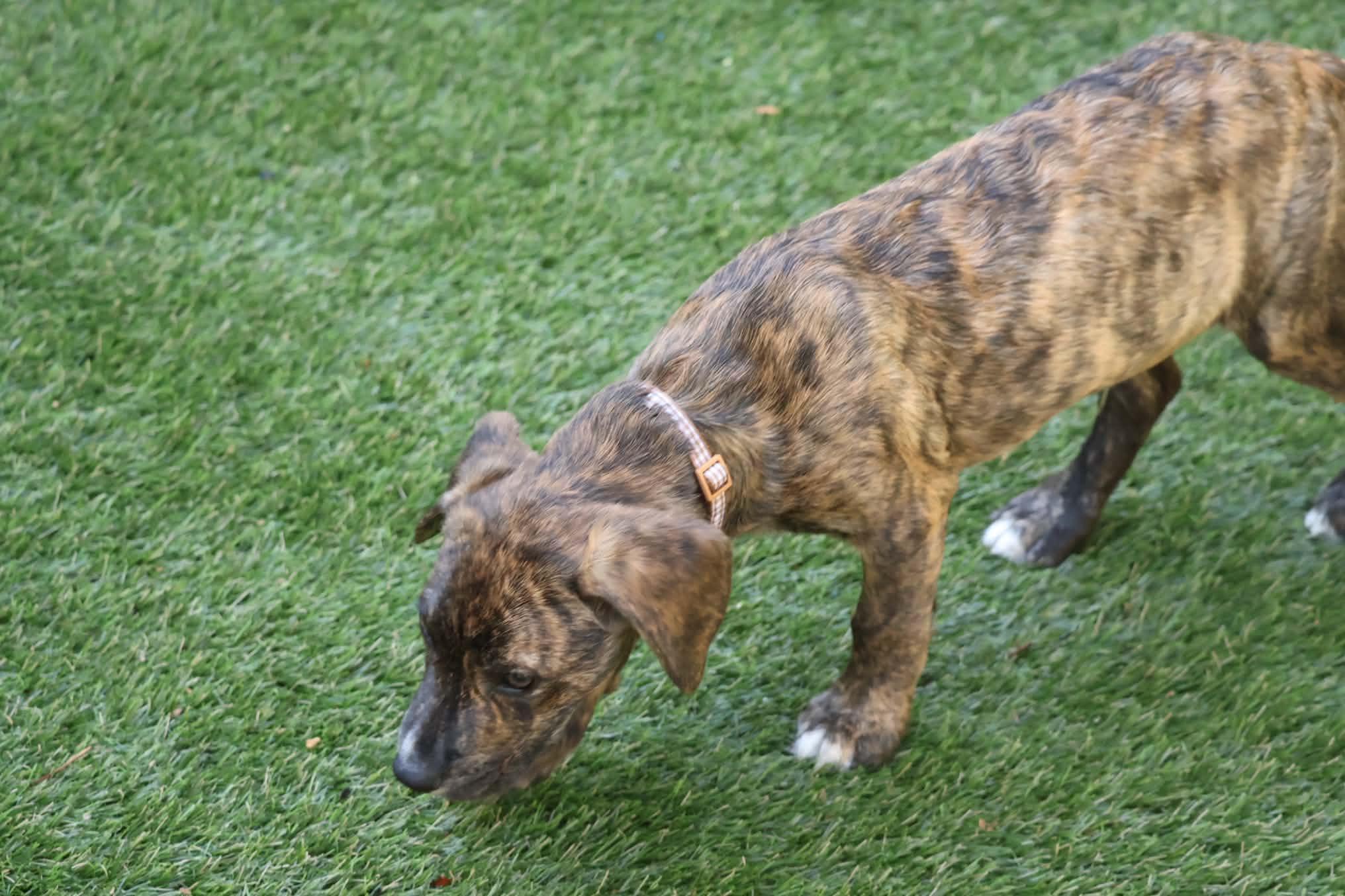 Enlarge Zac, a Adopted mixed breed in Hatfield, PA image 2/5