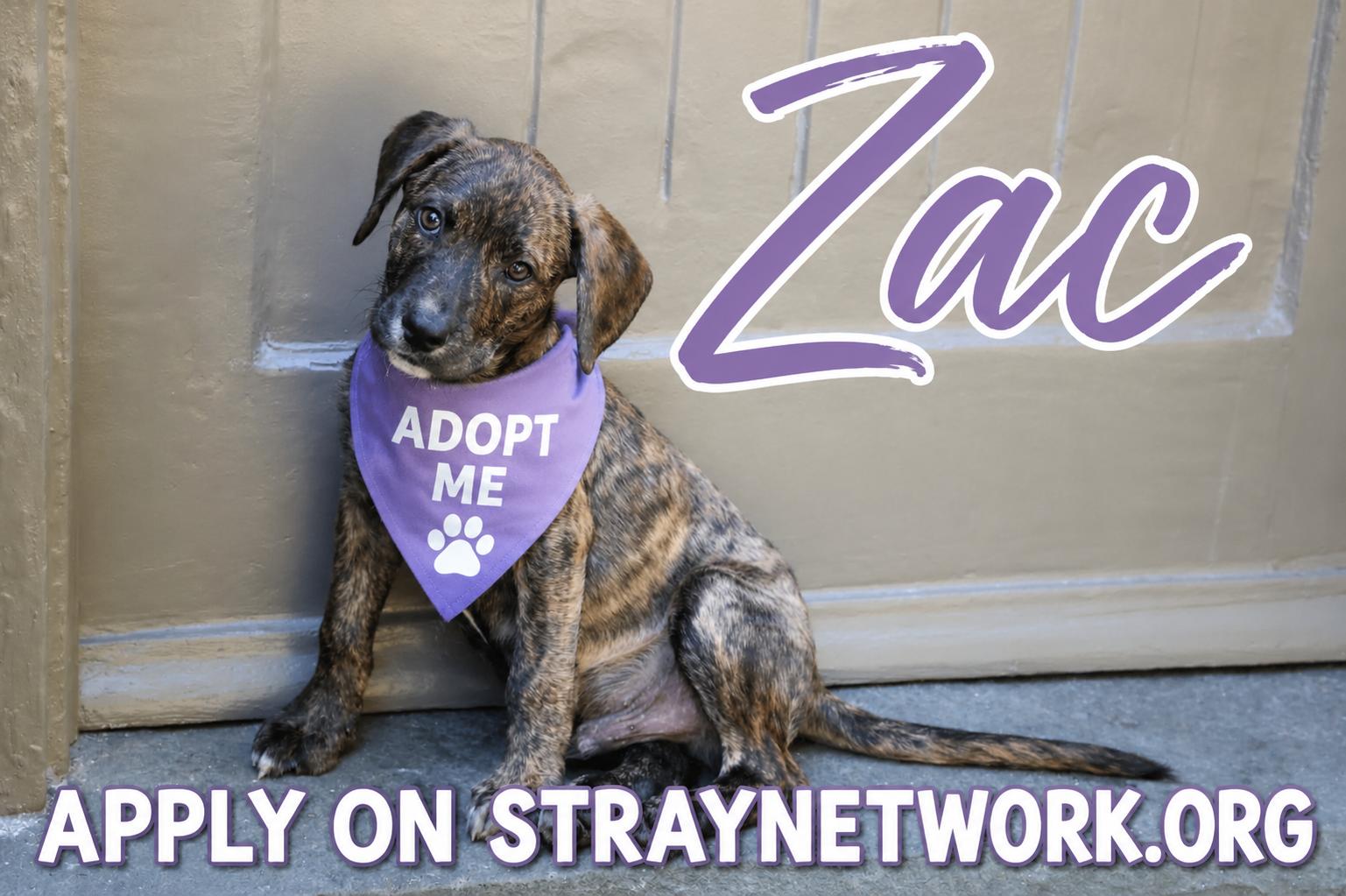 Zac, Adopted, Puppy Male Labrador Retriever & Plott Hound.