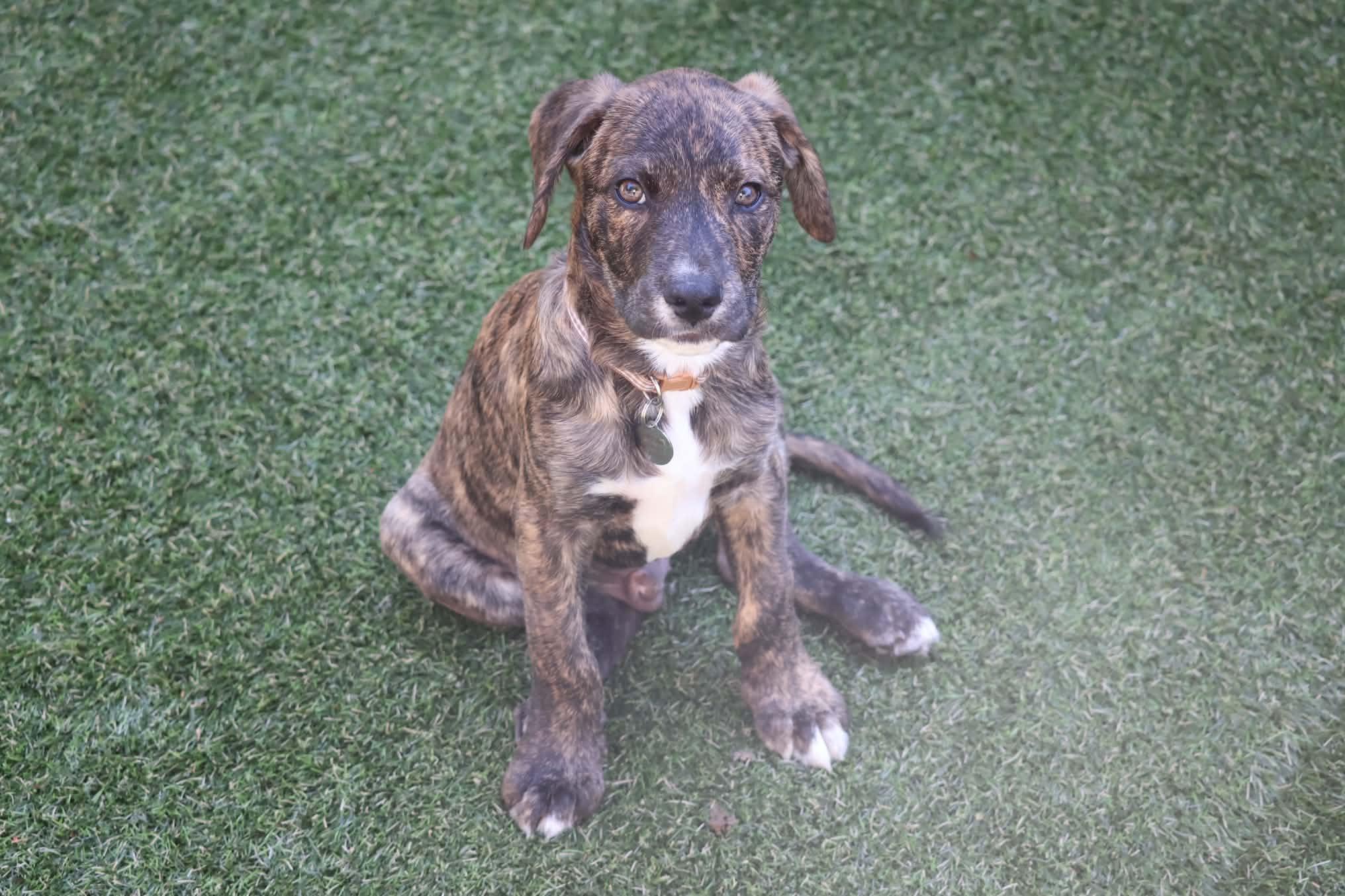 Enlarge Zac, a Adopted mixed breed in Hatfield, PA image 3/5