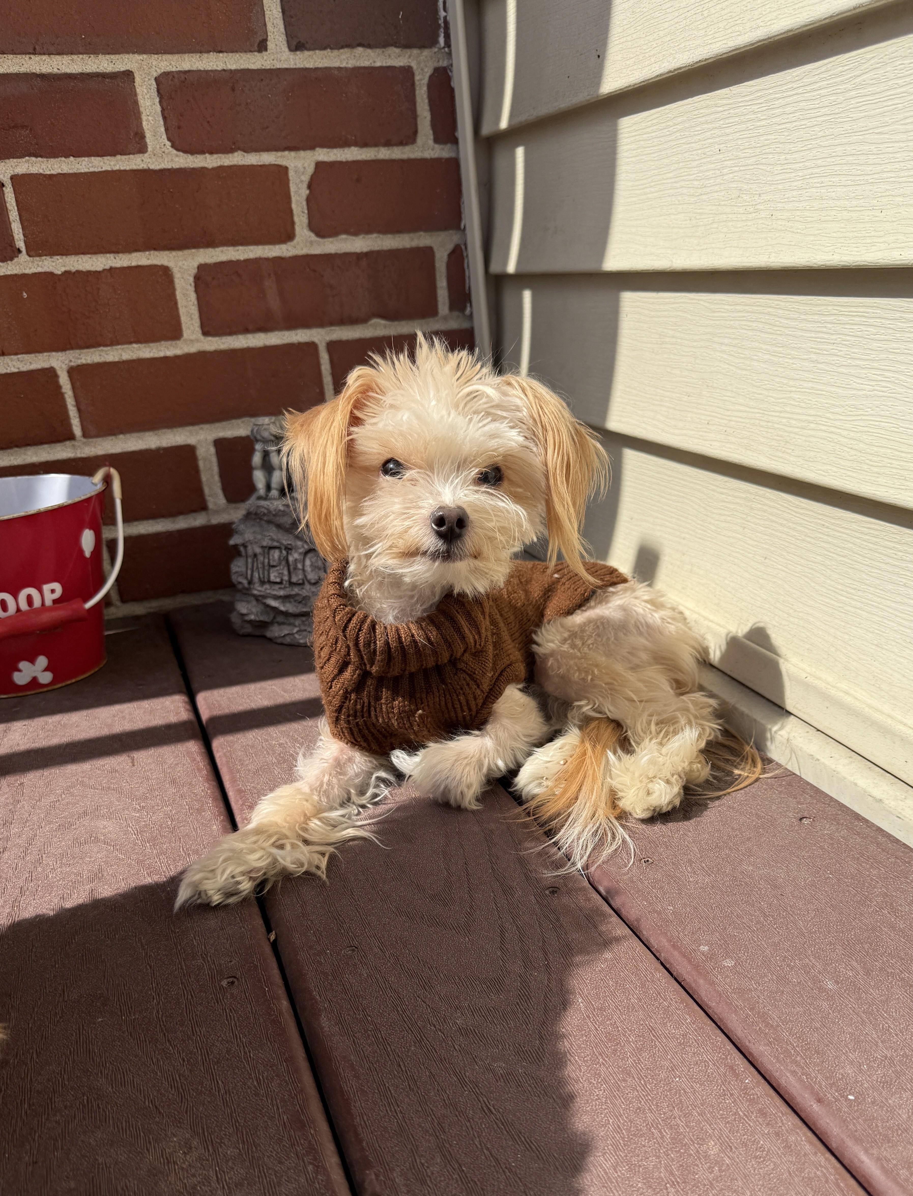 Enlarge Victor, a ADOPTABLE mixed breed in Abington, PA image 5/6