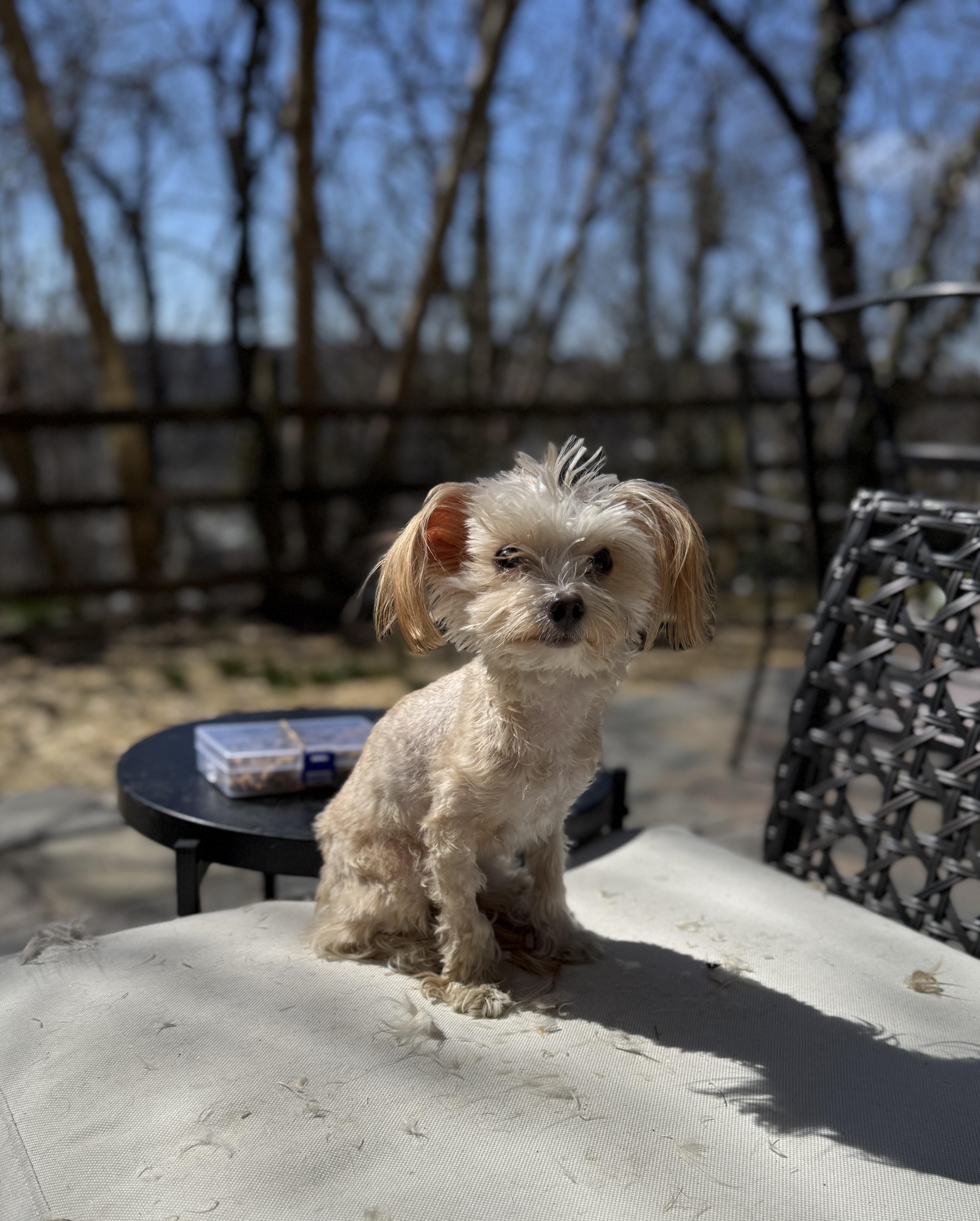 Enlarge Victor, a ADOPTABLE mixed breed in Abington, PA image 3/6